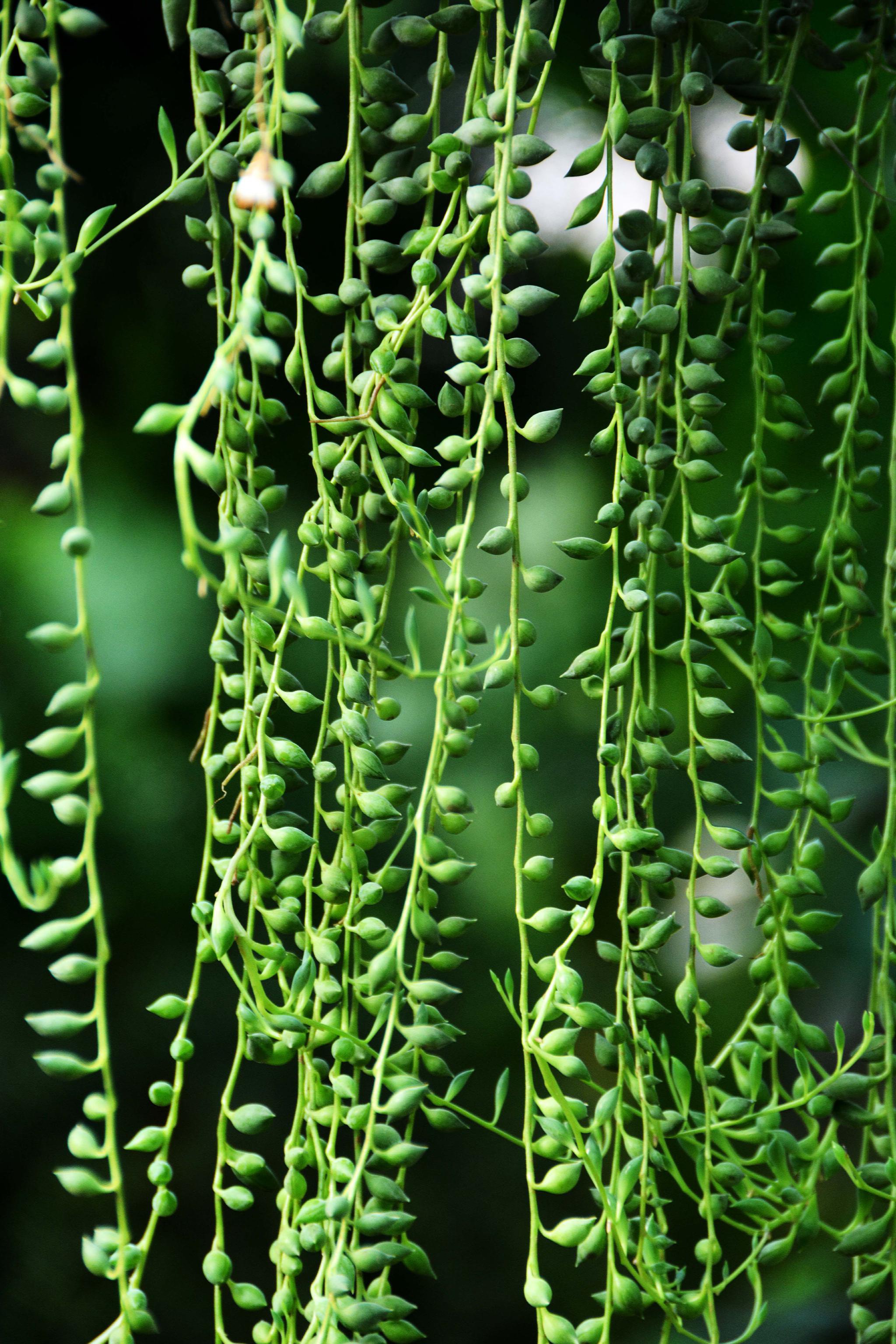 可爱的植物翡翠珠原创拍摄