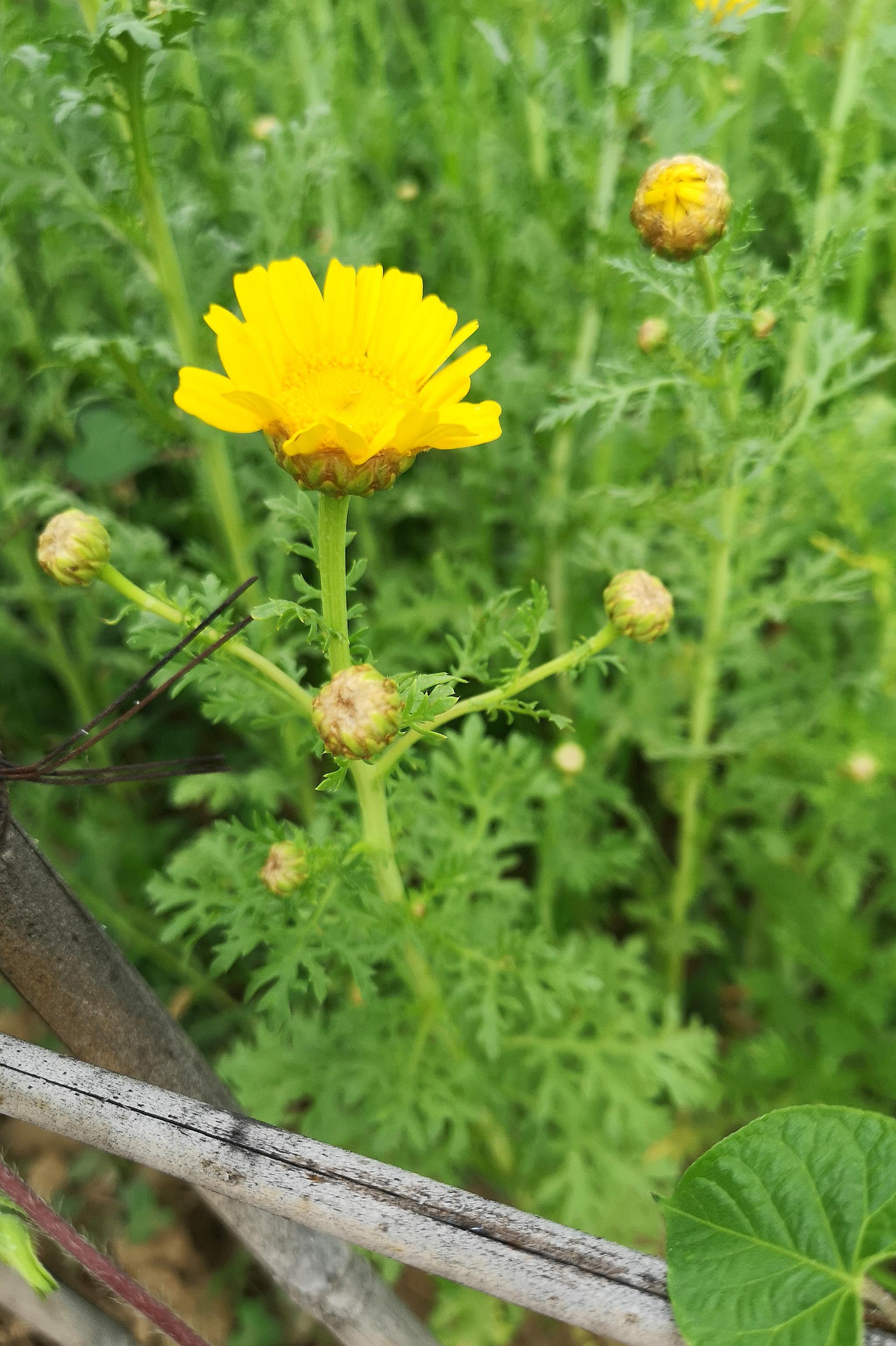 在古代被称为“皇帝菜”的茼蒿,花开如菊,你见过吗|茼蒿|花开|皇帝_新浪新闻