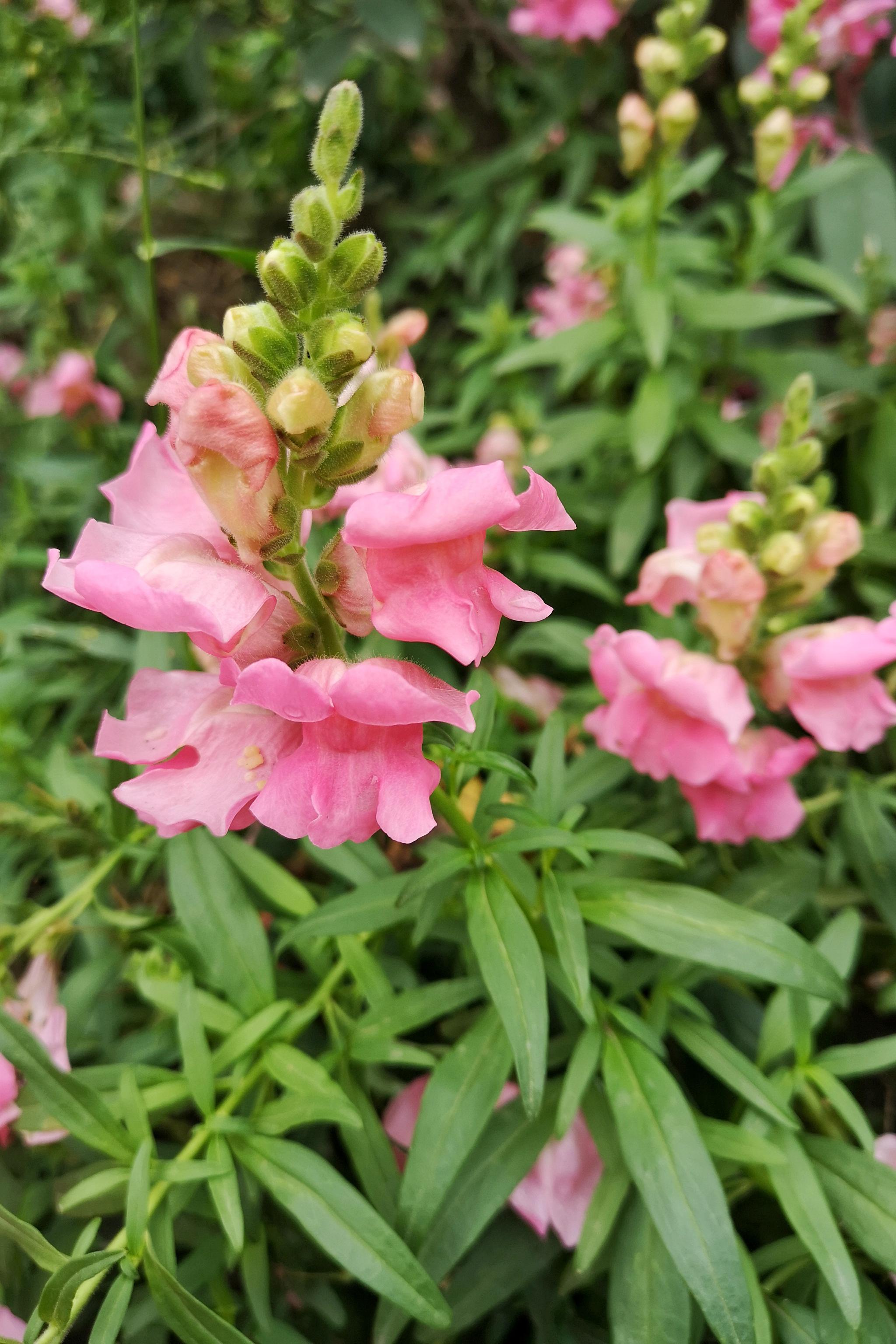 清热解毒凉血消肿的金鱼草代表着吉祥美好