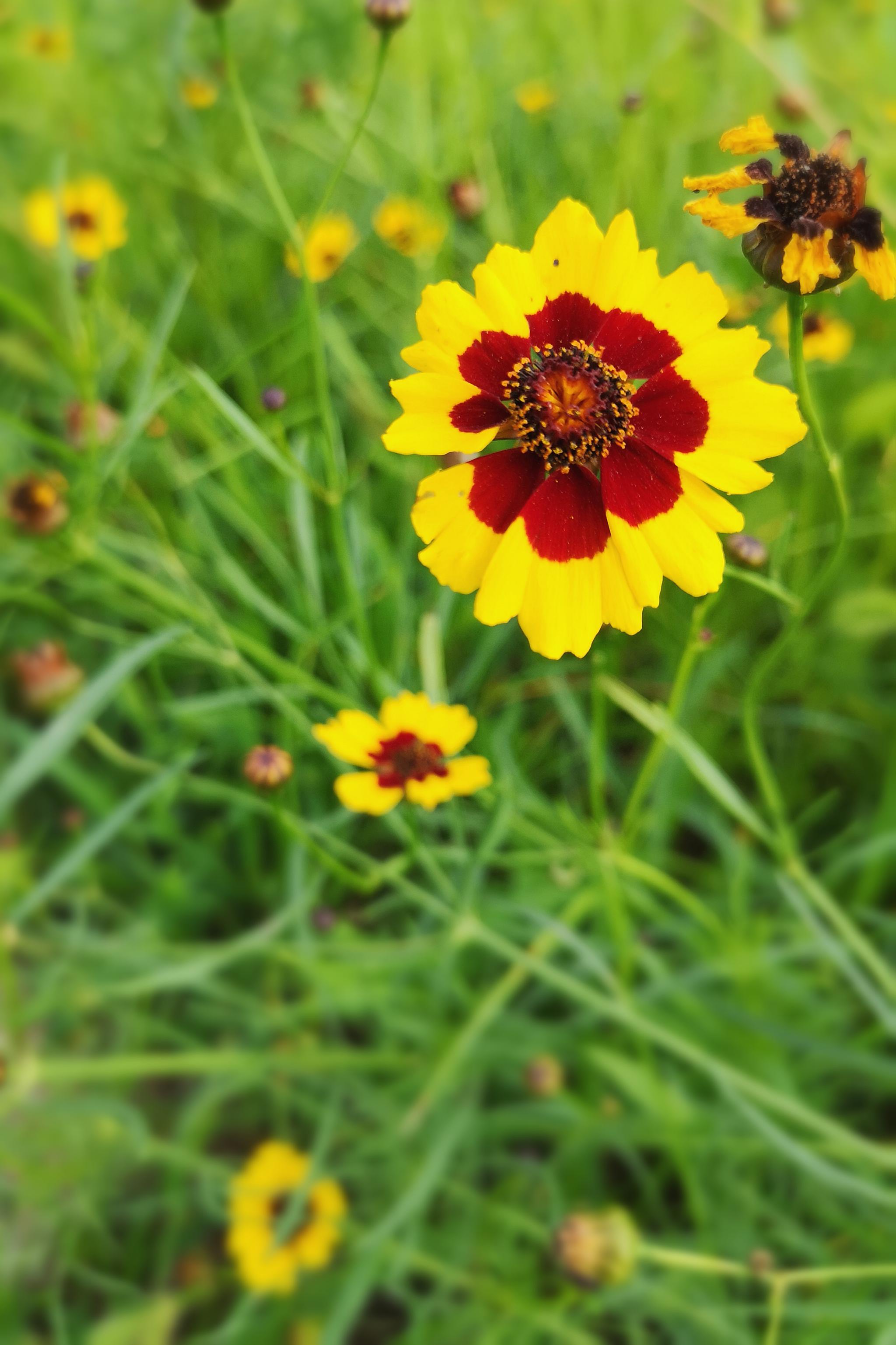 与天山雪莲齐名的名贵药材两色金鸡菊(20图)