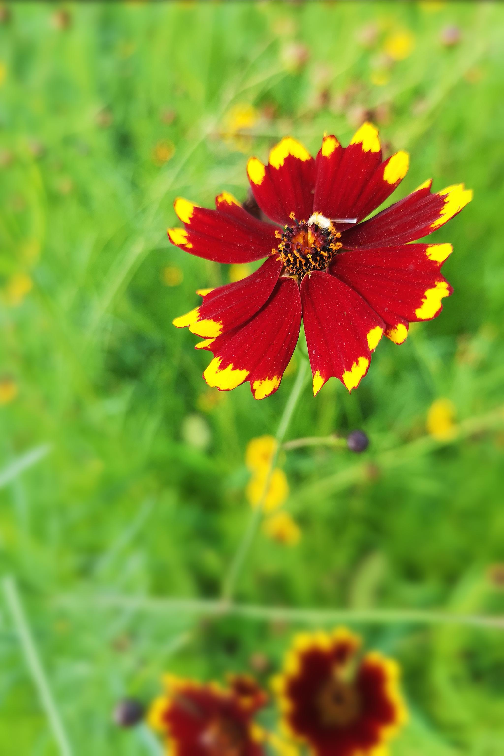 与天山雪莲齐名的名贵药材两色金鸡菊(20图)