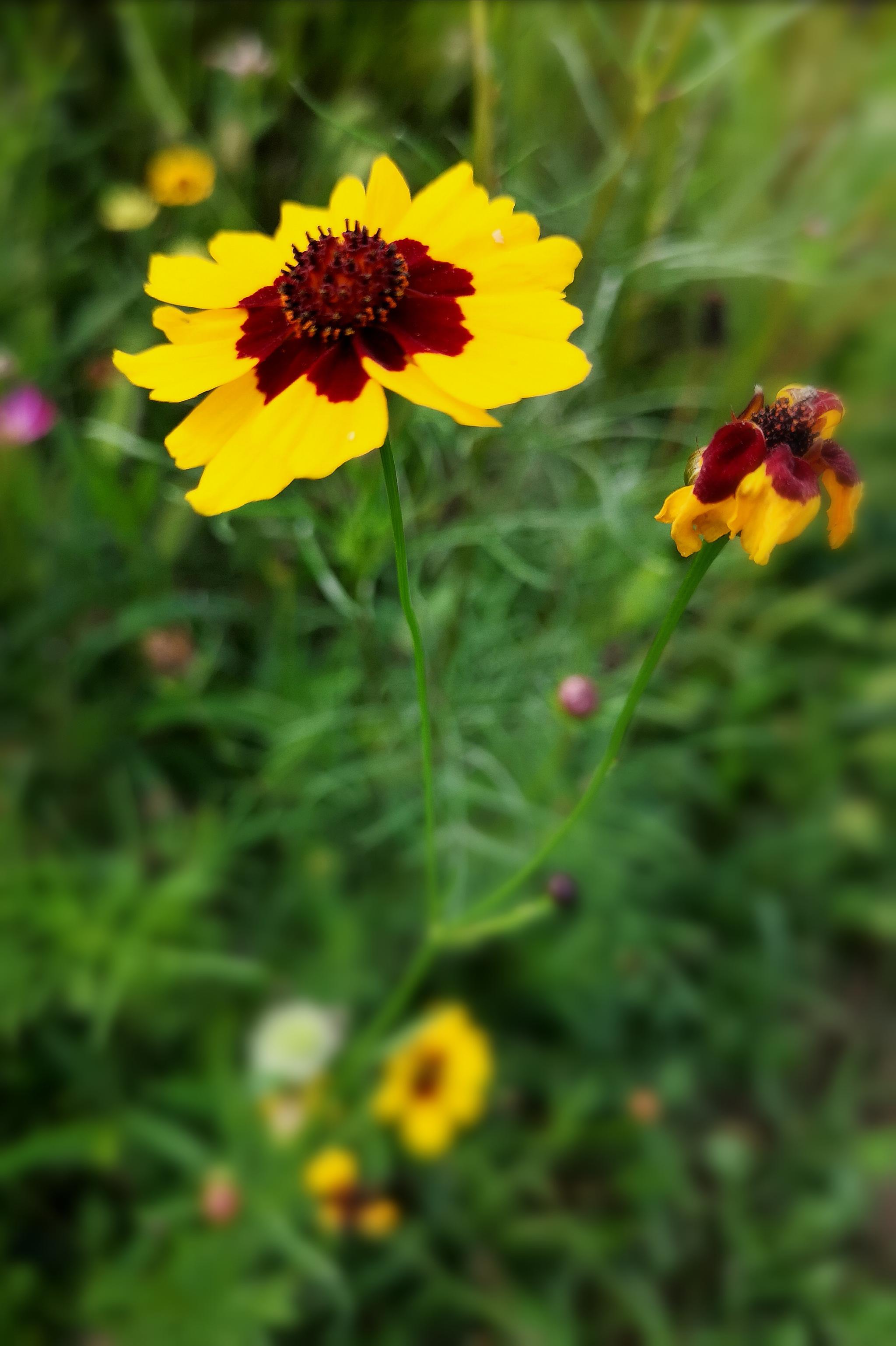 与天山雪莲齐名的名贵药材两色金鸡菊(20图)