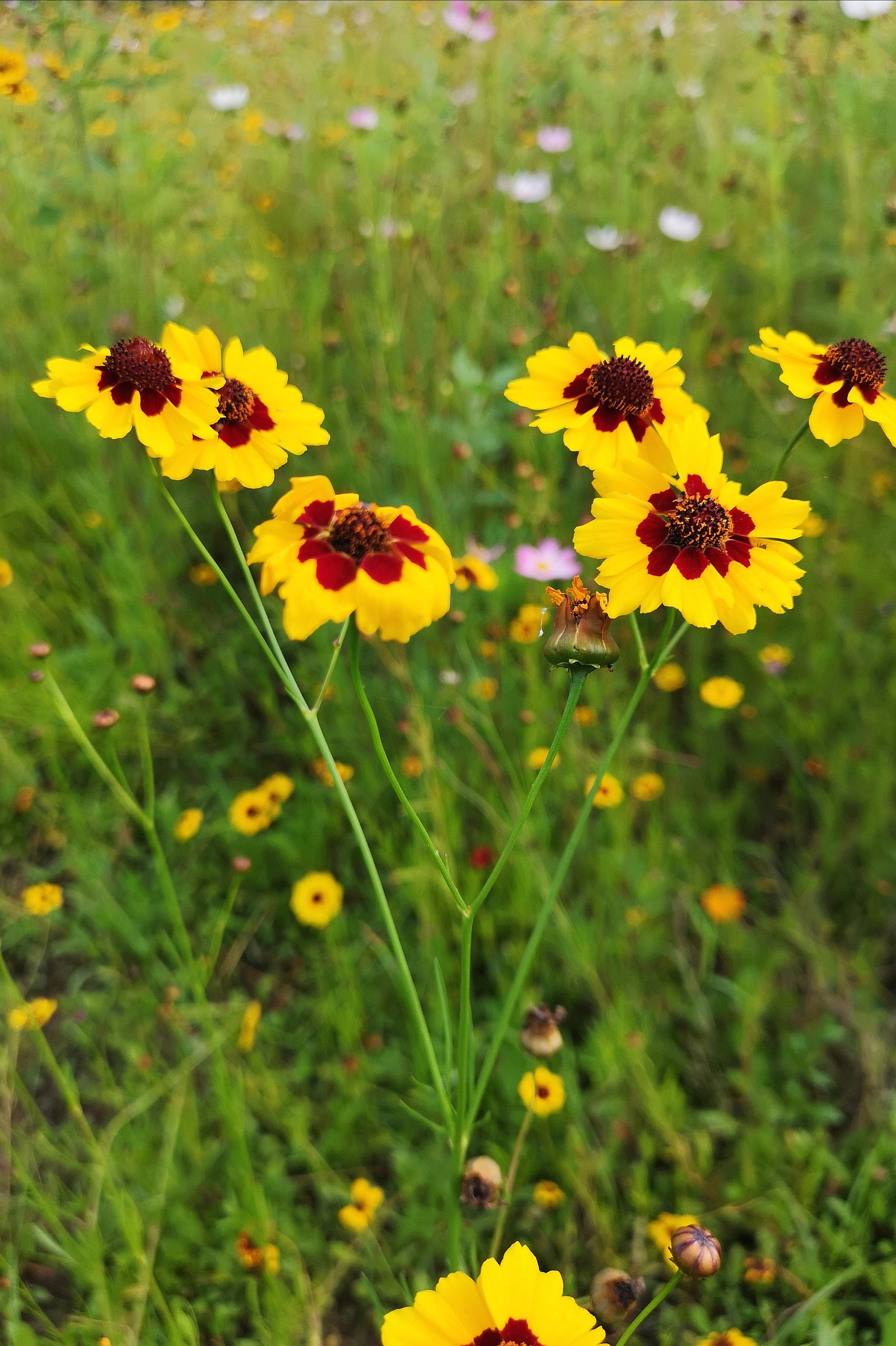 与天山雪莲齐名的名贵药材两色金鸡菊(20图)