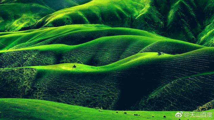 一片草原绿放空整颗心