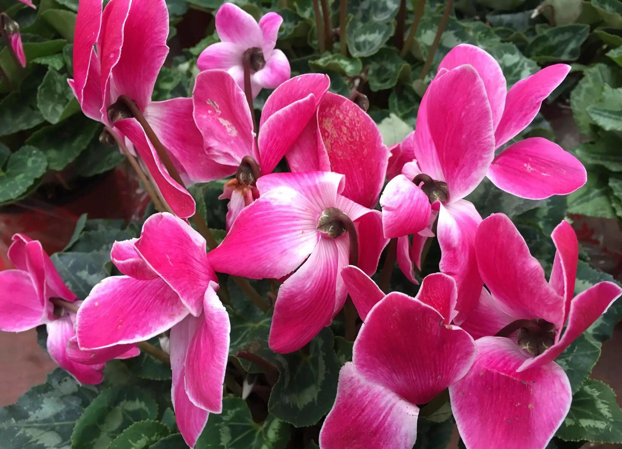 花卉摄影·仙客来
