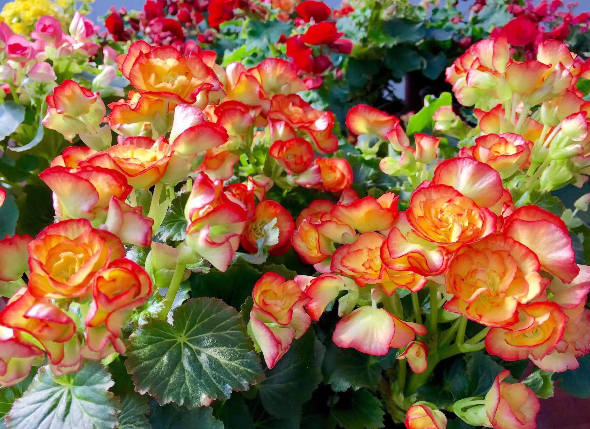 花卉摄影丽格海棠