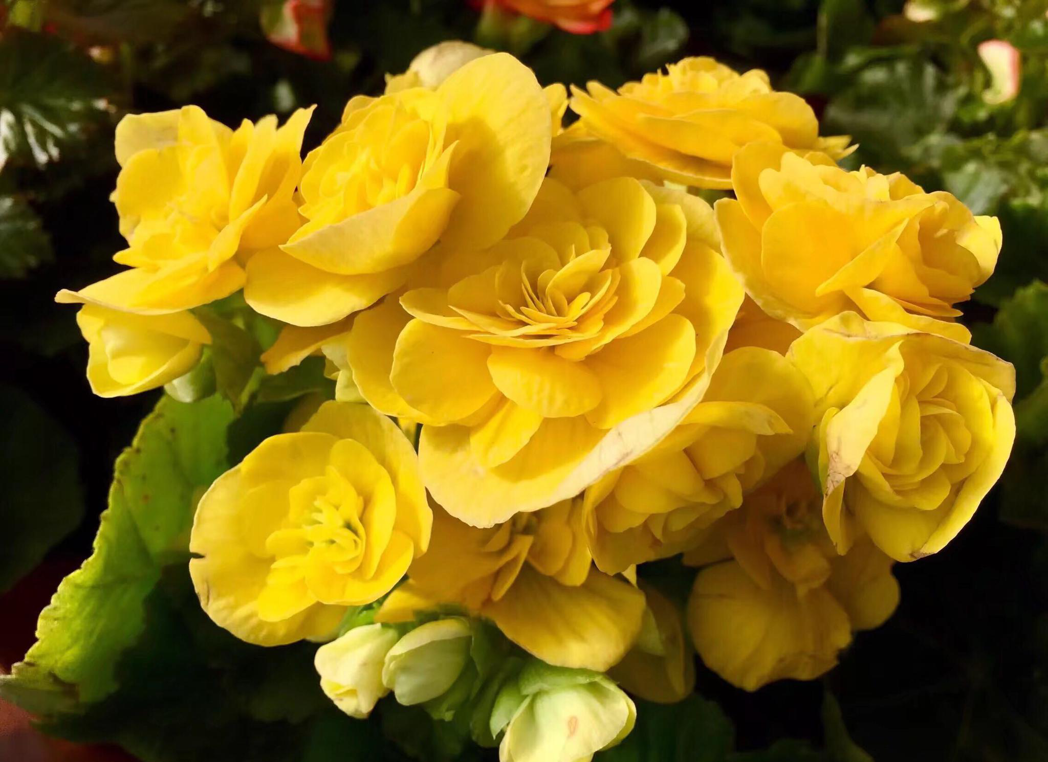 花卉摄影丽格海棠