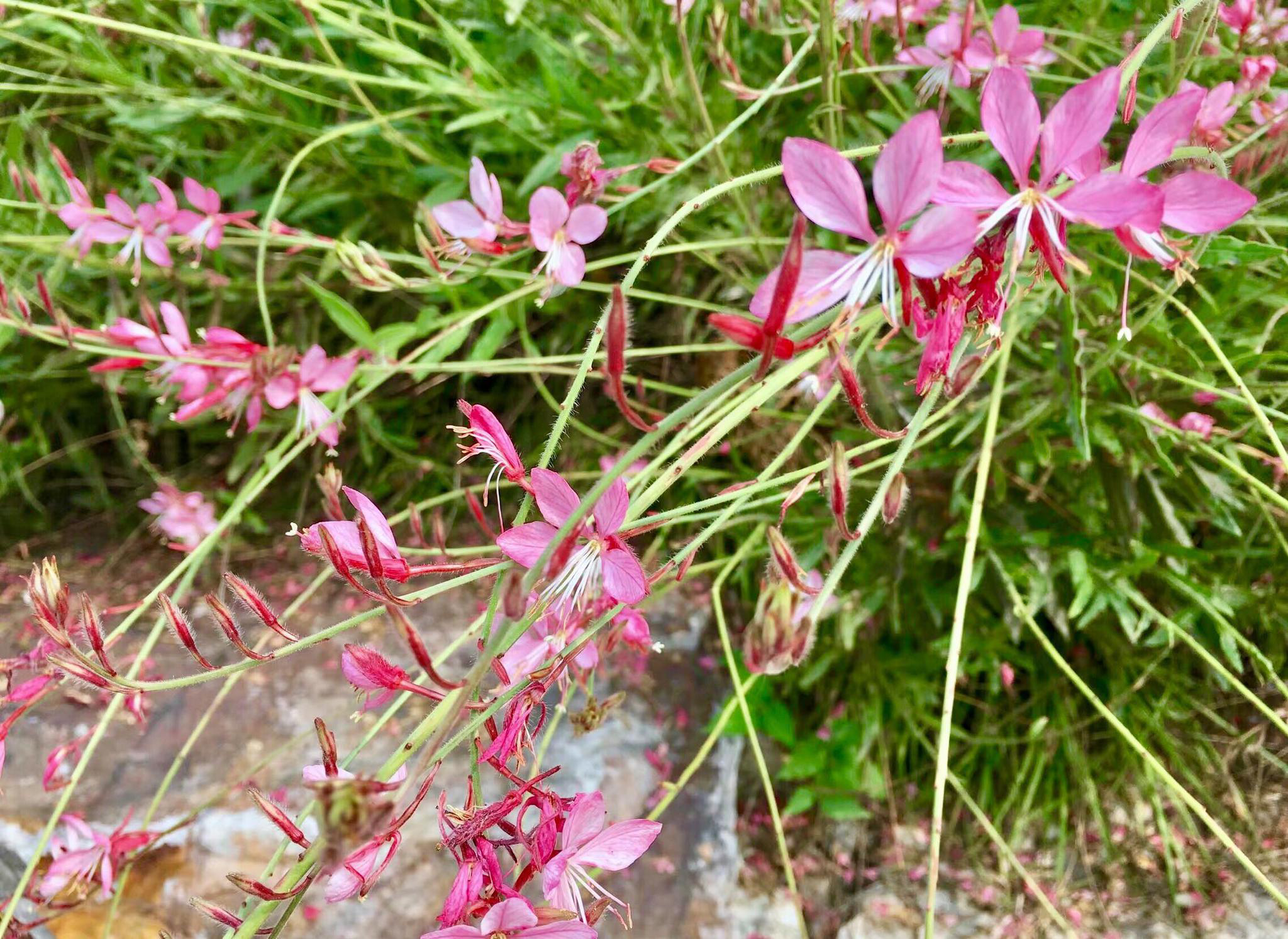 花卉摄影山桃草