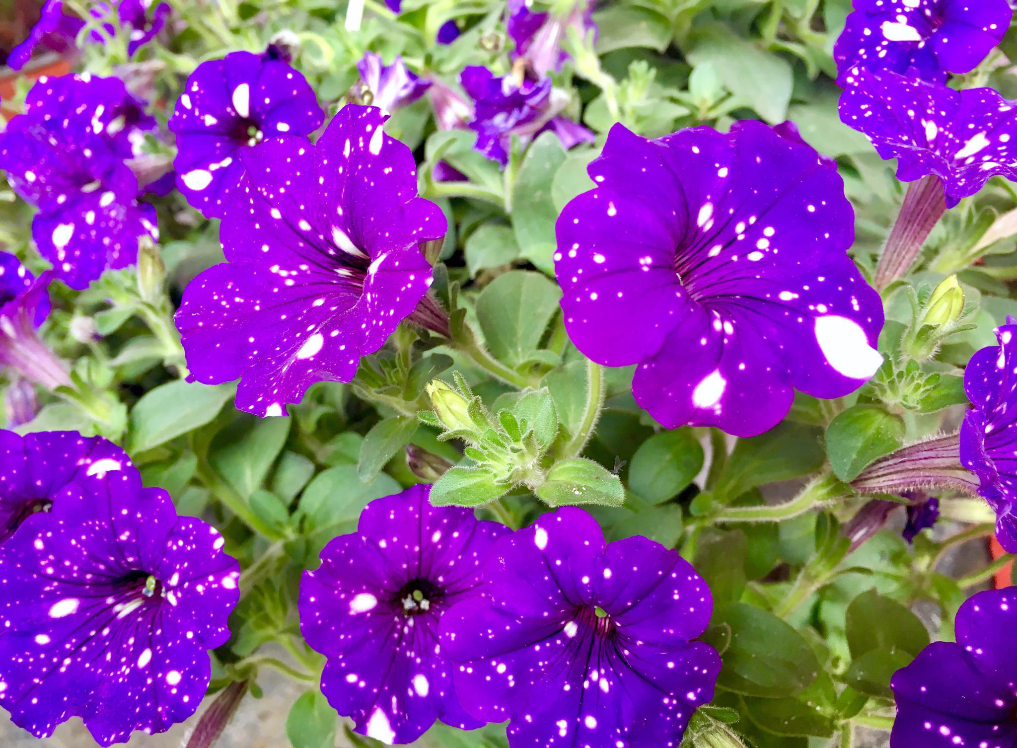 千姿百态矮牵牛花