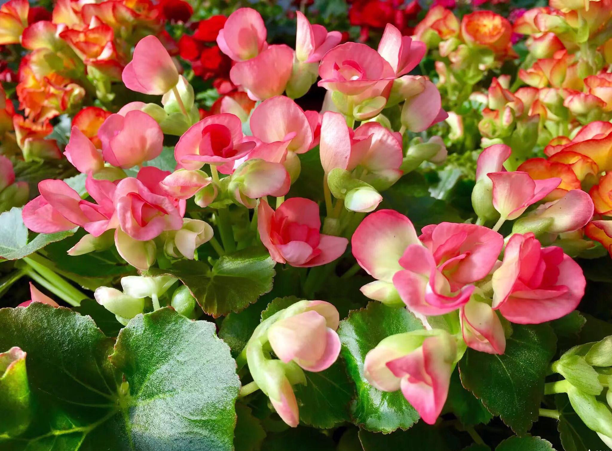 花卉摄影丽格海棠