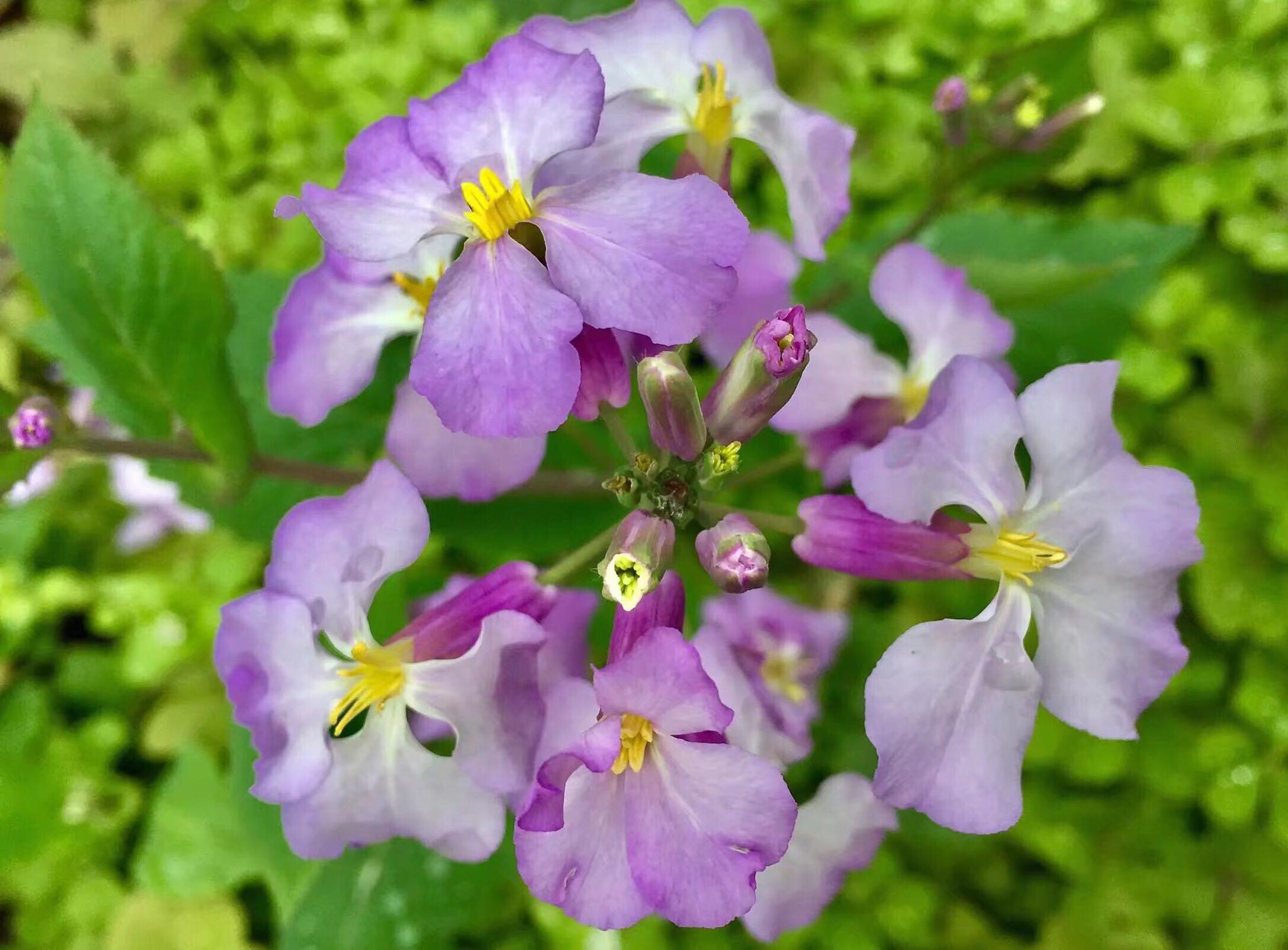 花卉摄影诸葛菜二月蓝