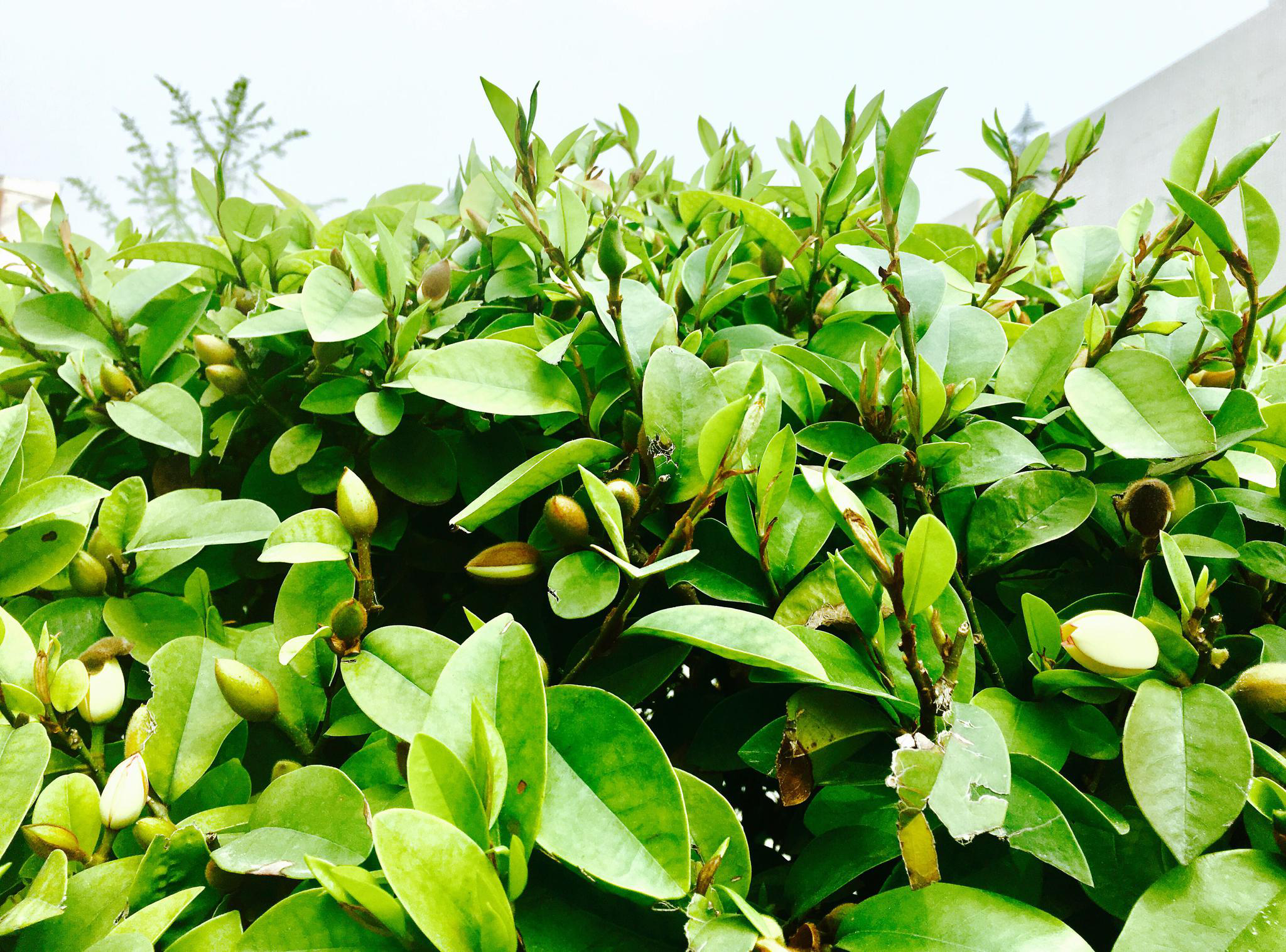 花卉摄影·含笑