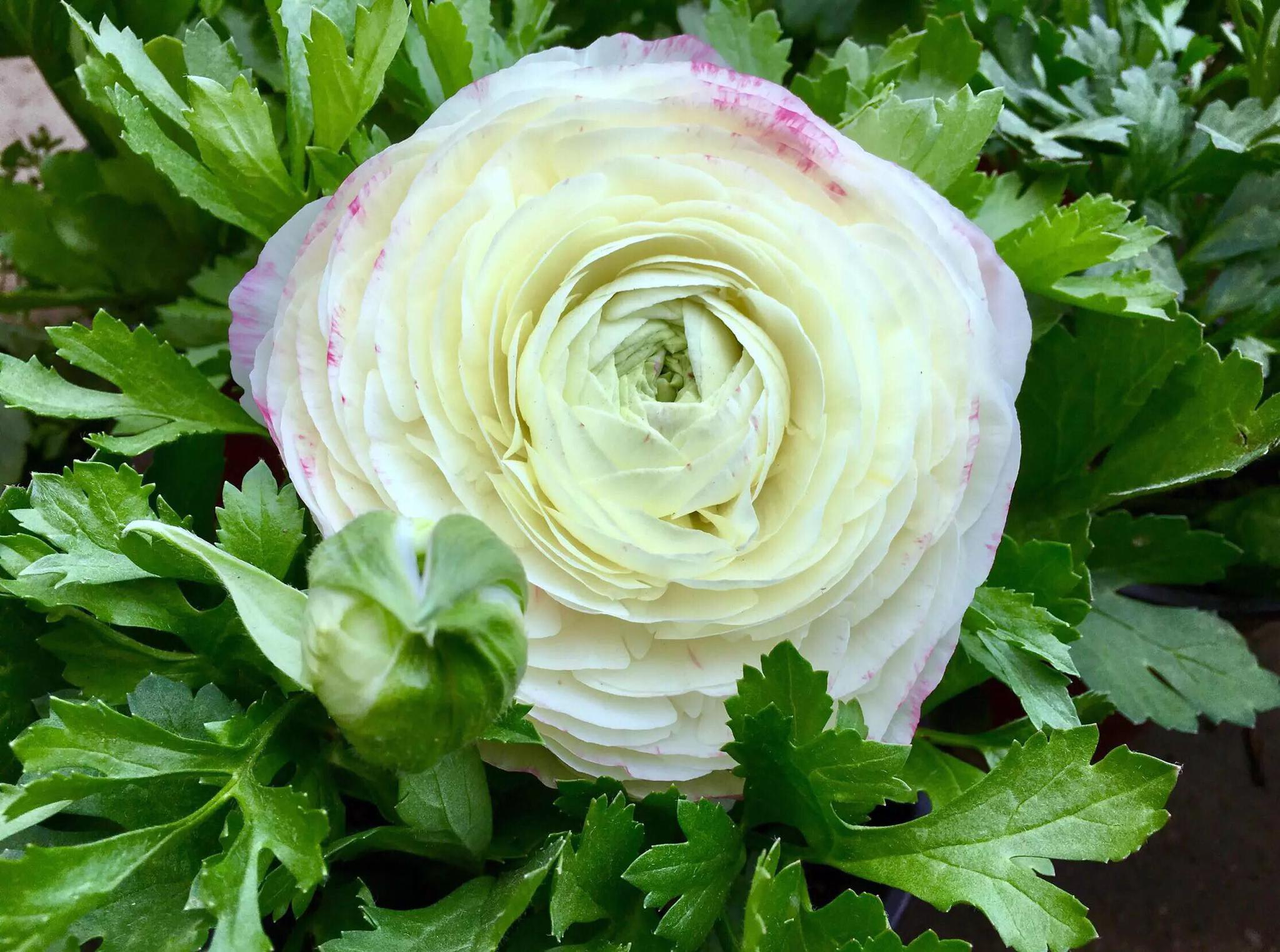 花卉摄影花毛茛芹叶牡丹