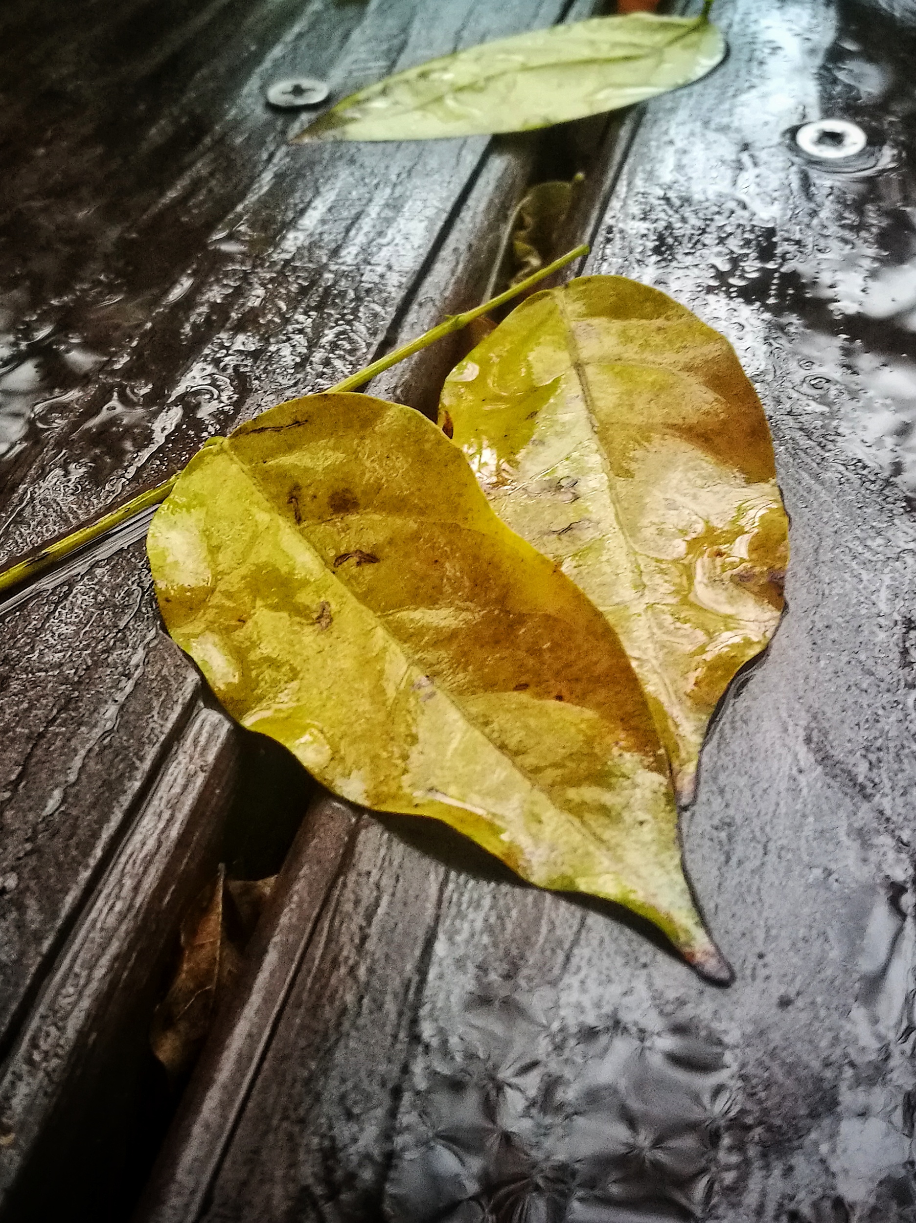 【手机图集】秋雨中的落叶