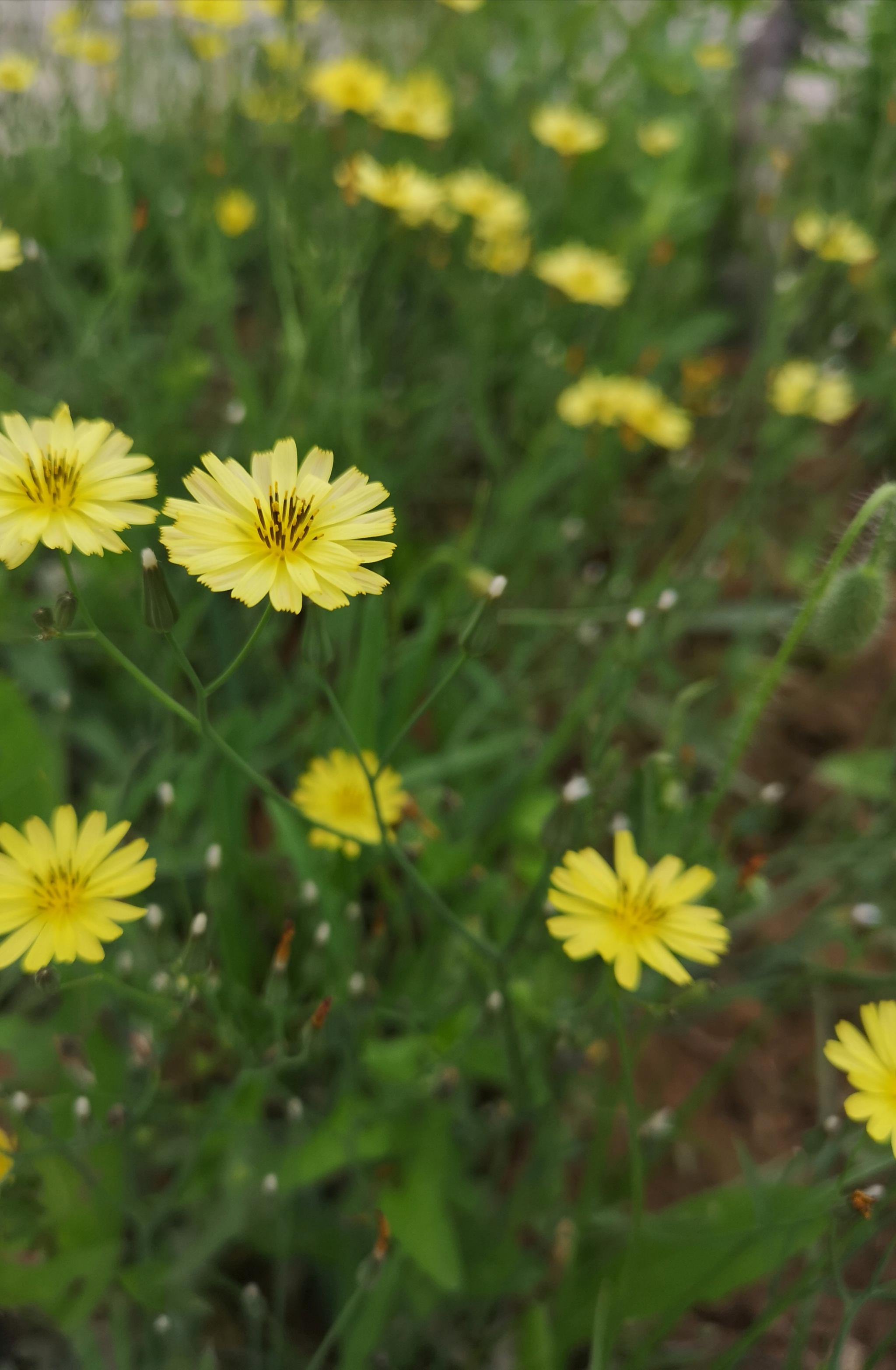浅夏遇见清热解毒的野花中华小苦荬