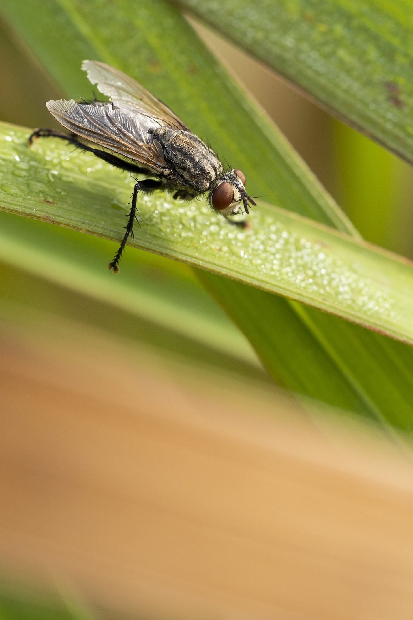 被晨露打湿翅膀的苍蝇