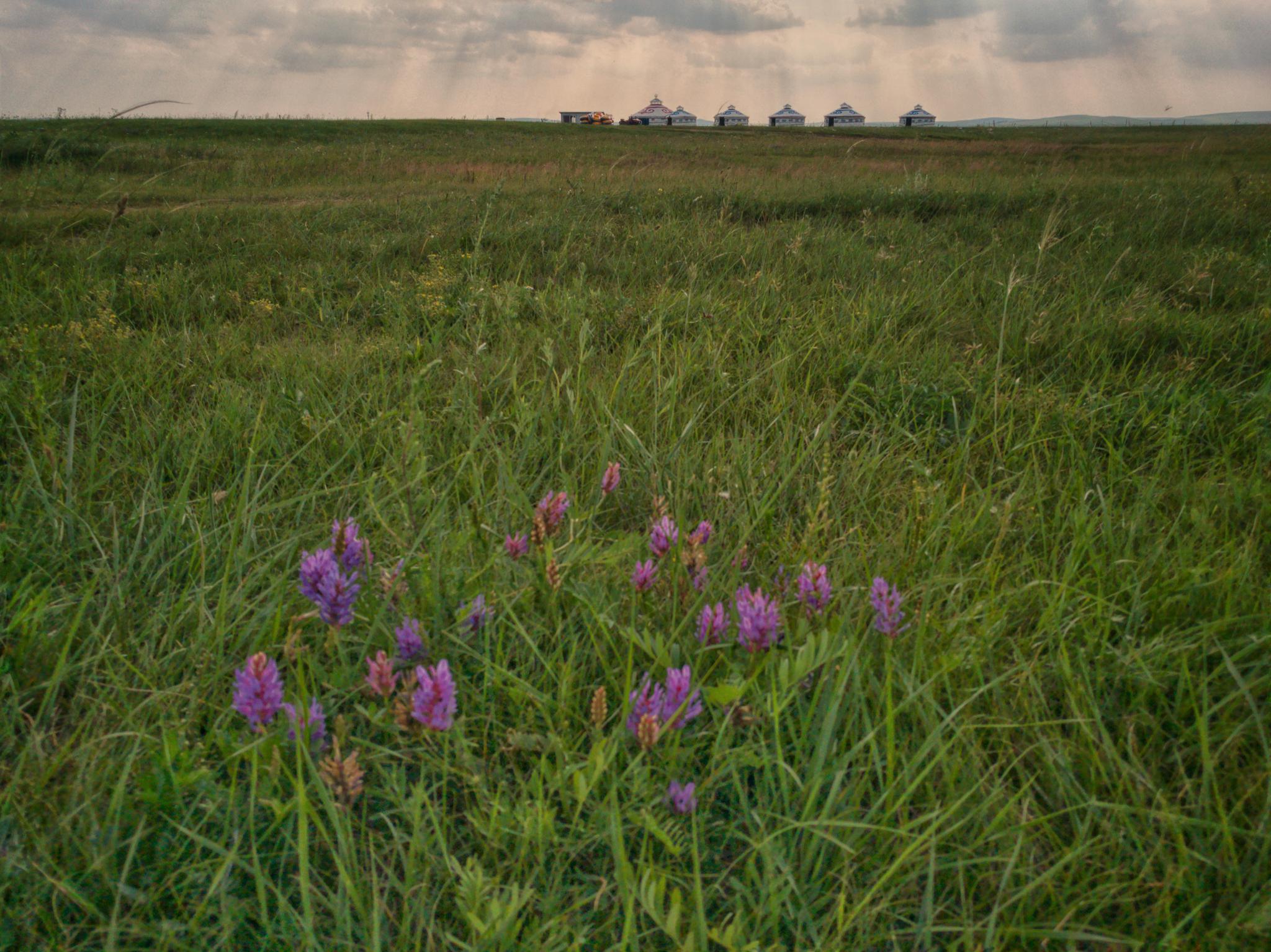 内蒙古草原牧场上小野花手机随拍
