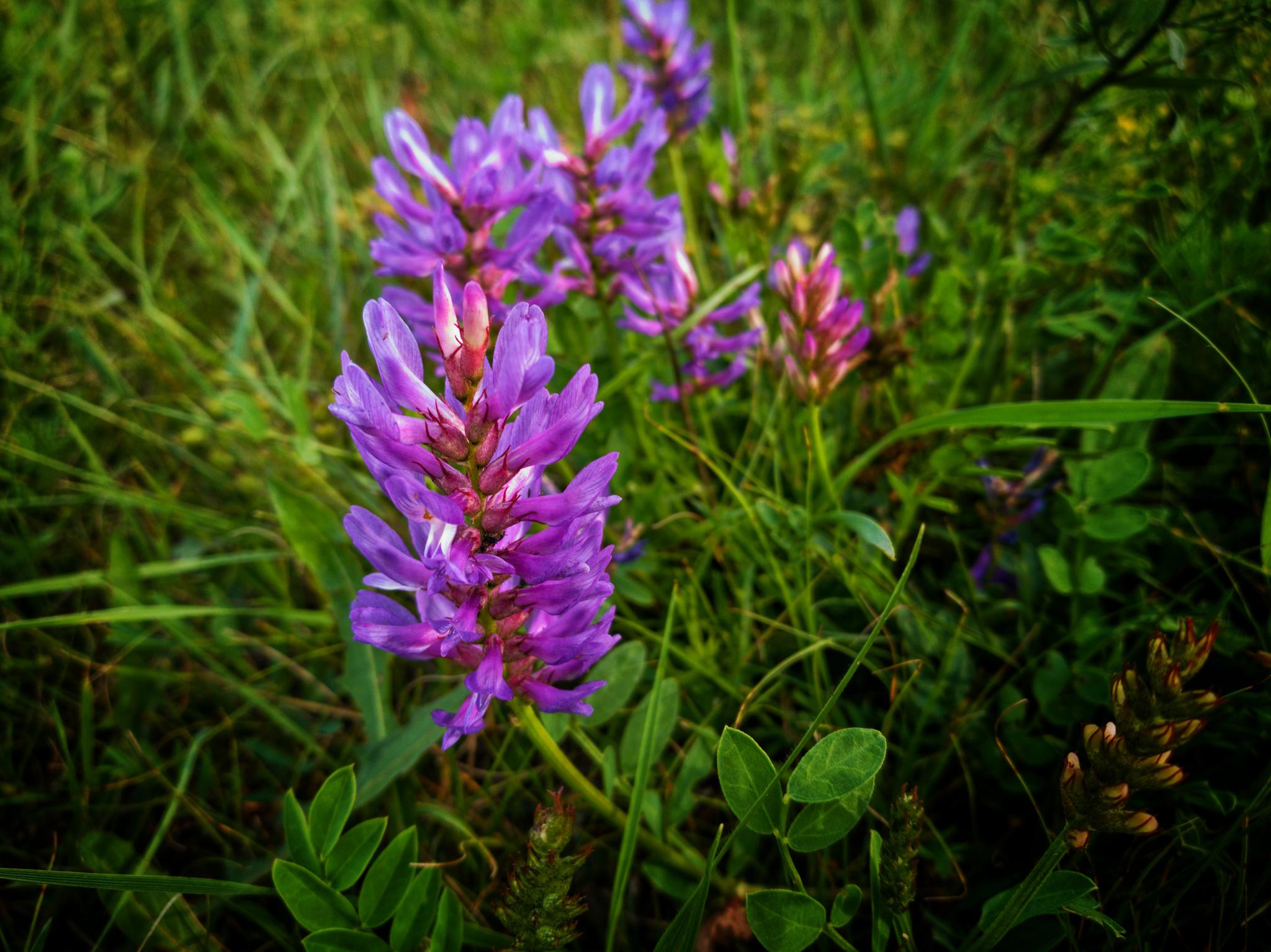 内蒙古上都蓝旗行草原牧场上的小野花