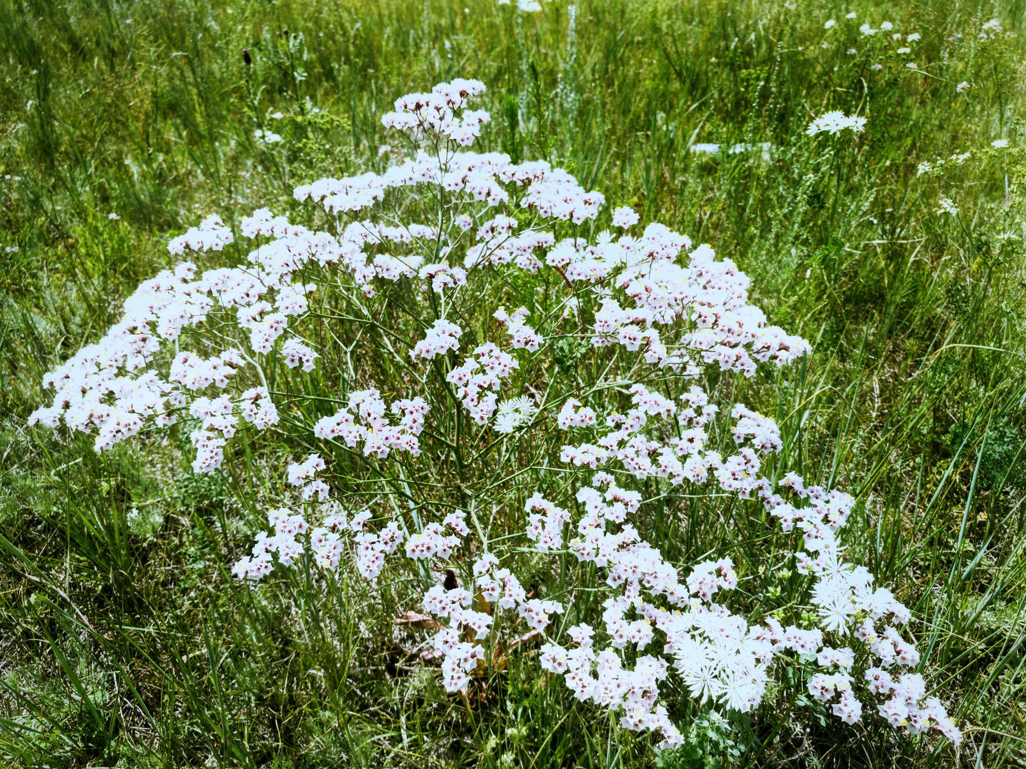 手机随拍内蒙古蓝旗草原牧场的小野花