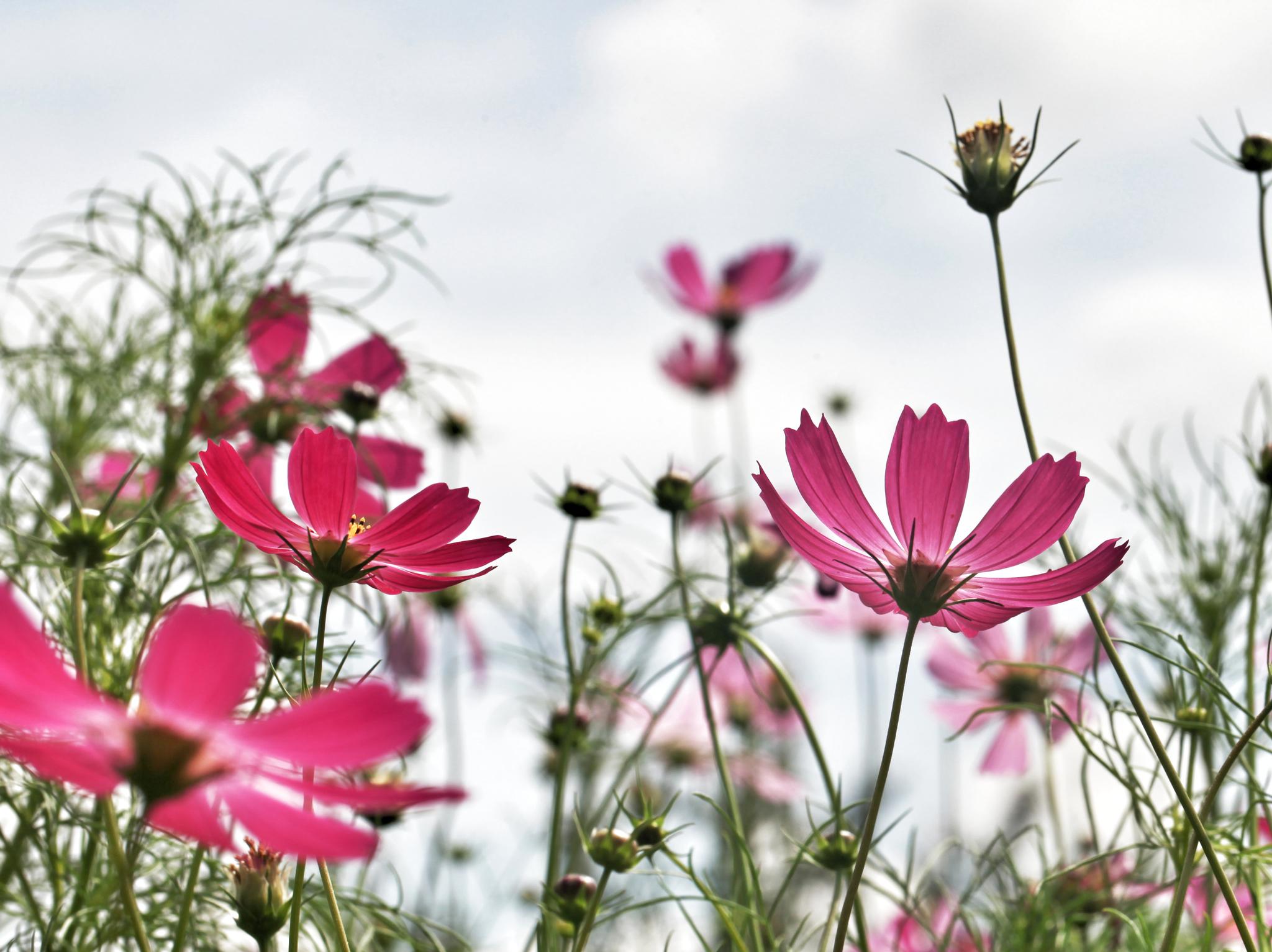 波斯菊多色小花
