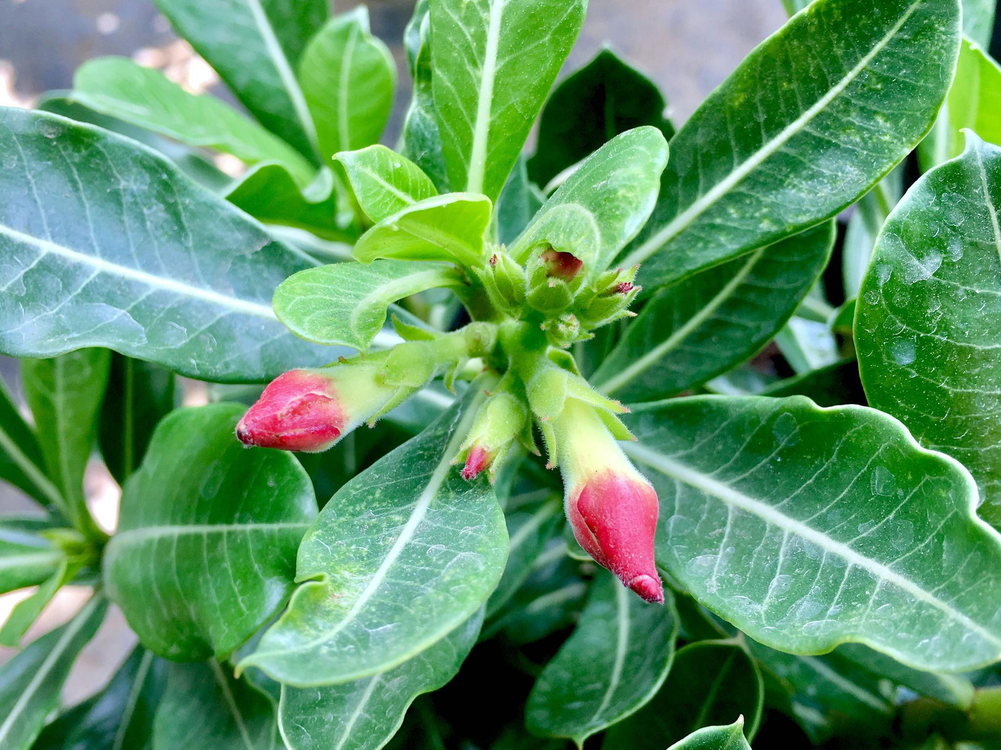 花卉摄影·沙漠玫瑰