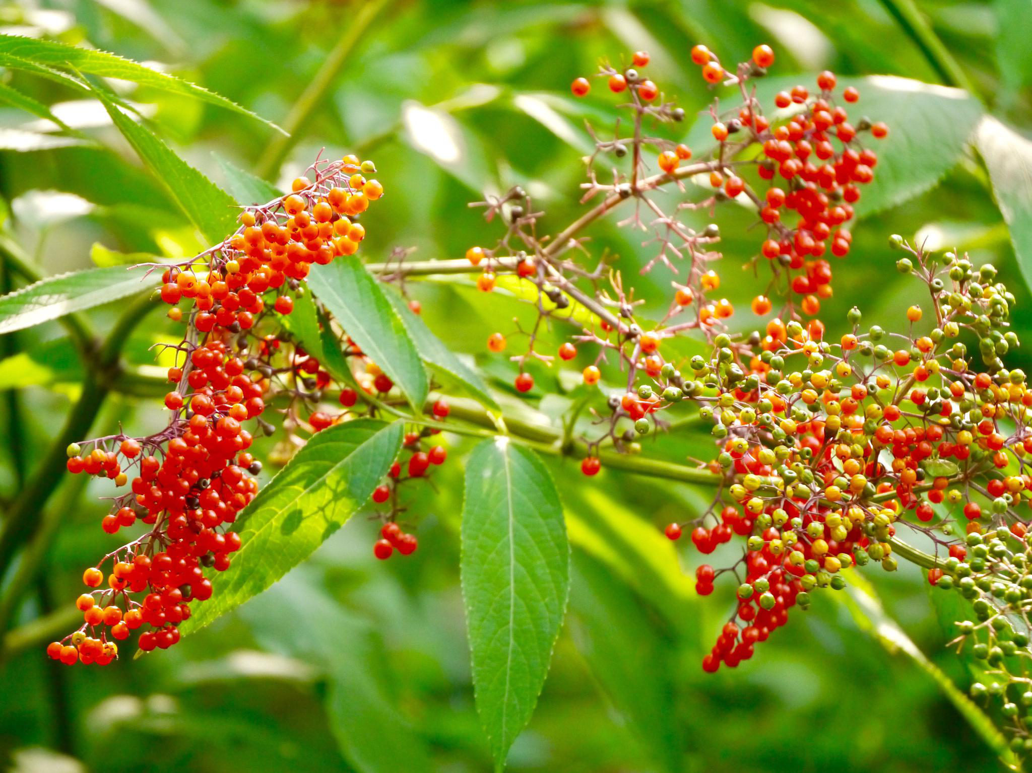 接骨草亦美丽接骨草亦美丽接骨草亦美丽接骨草亦美丽