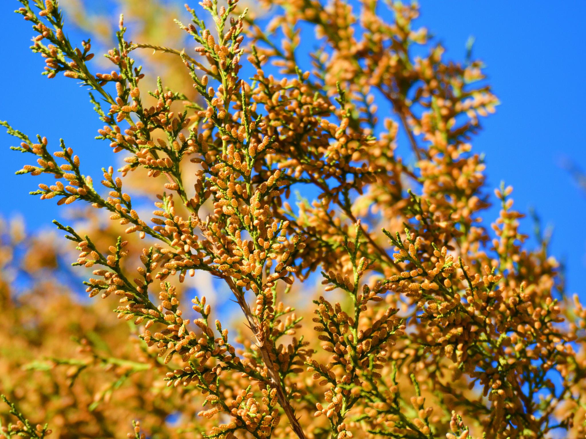 开这么多花的侧柏树你见过没有,原创摄影