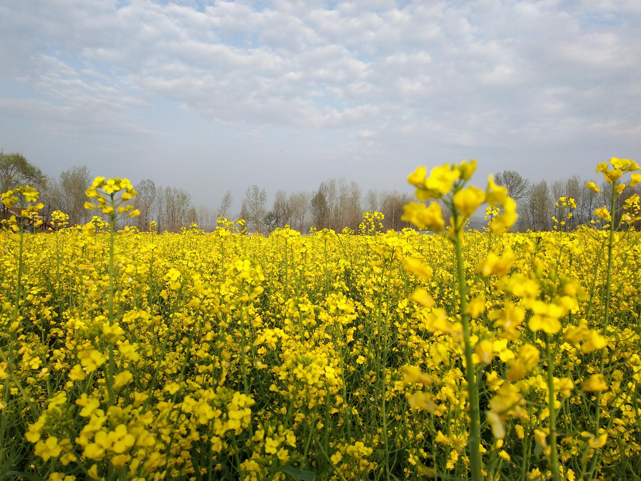 汉中油菜花(汉中油菜花宣传语)
