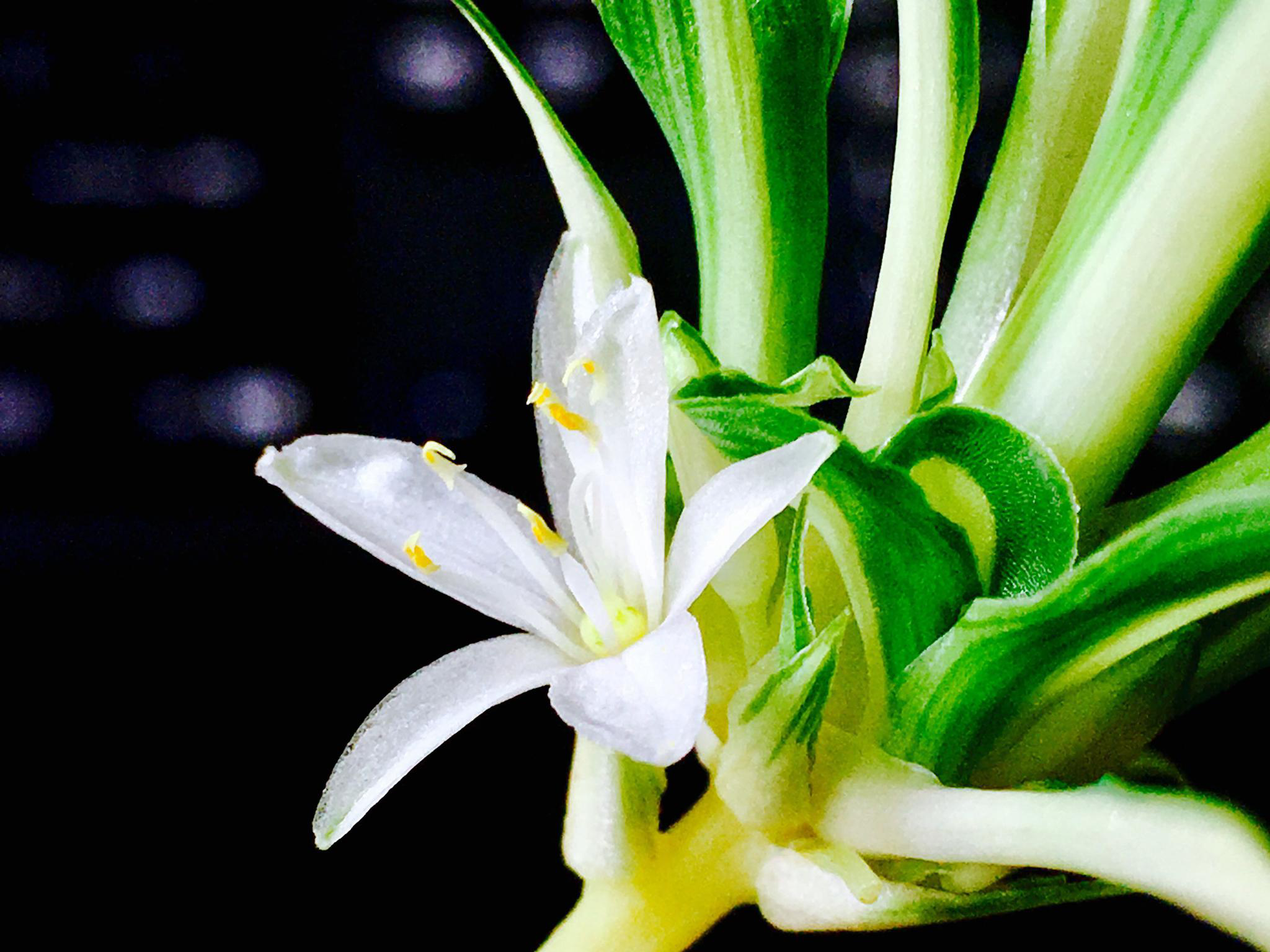 花卉摄影·吊兰花开|吊兰花|花卉|摄影_新浪新闻