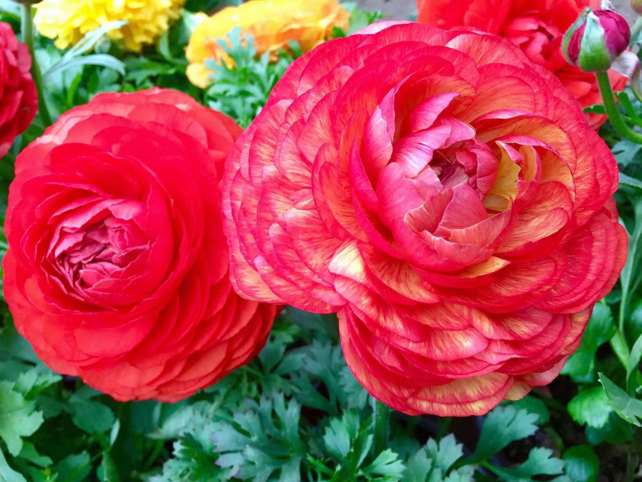 花卉摄影·花毛茛(芹叶牡丹)|花毛茛|叶牡丹|花卉_新浪新闻