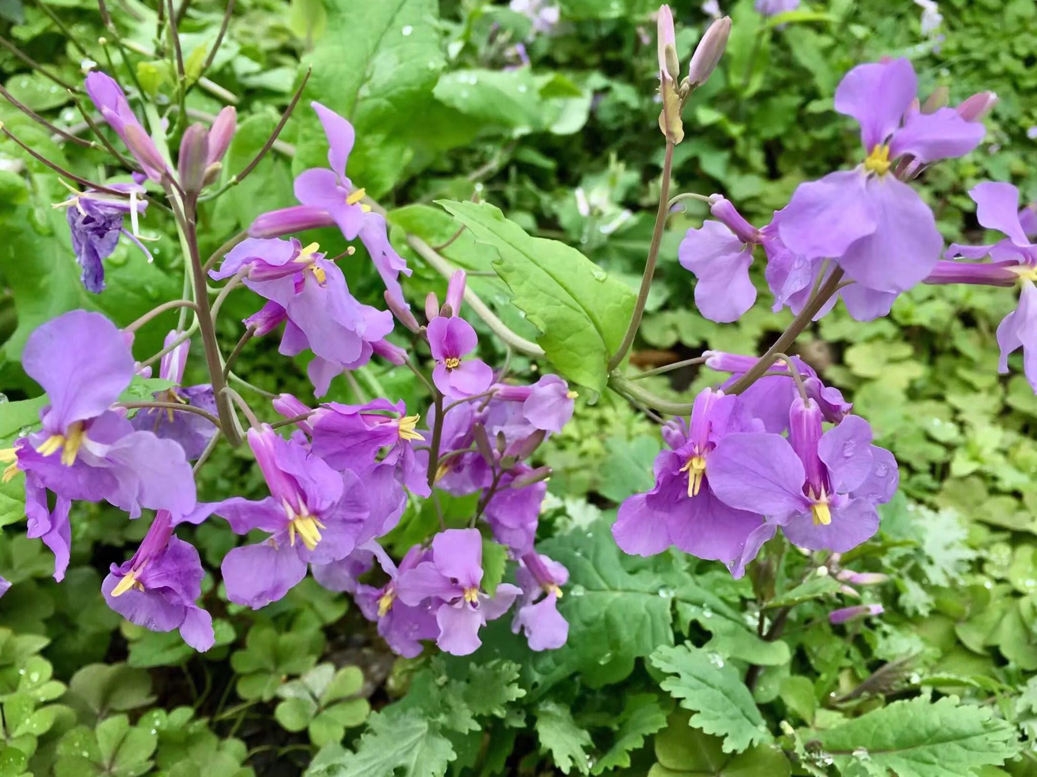 花卉摄影诸葛菜二月蓝