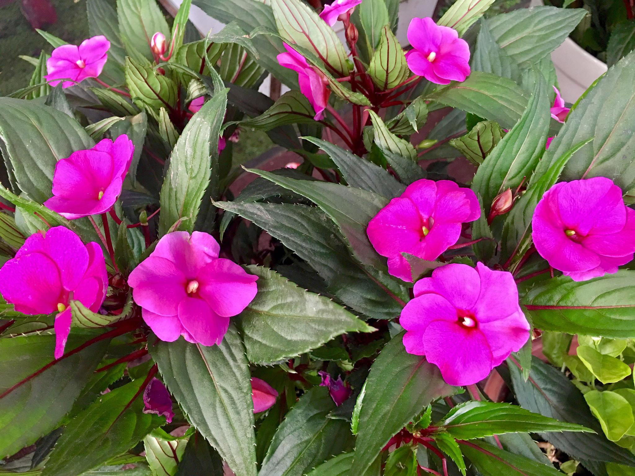 花卉摄影·凤仙花