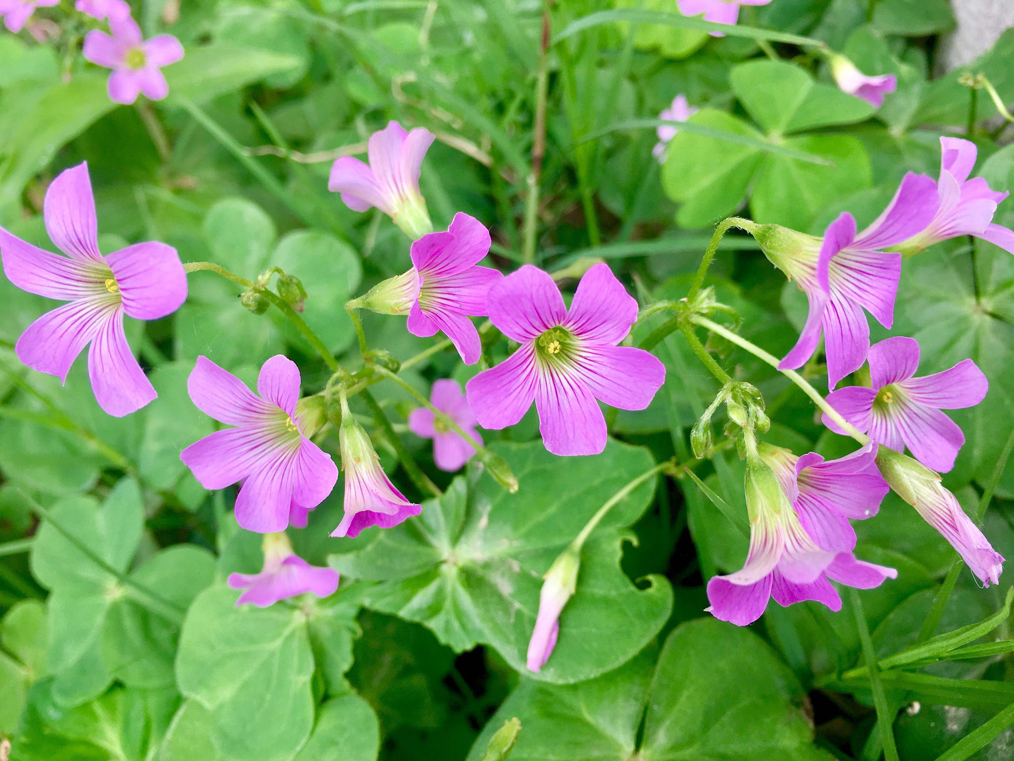 花卉摄影酢浆草花