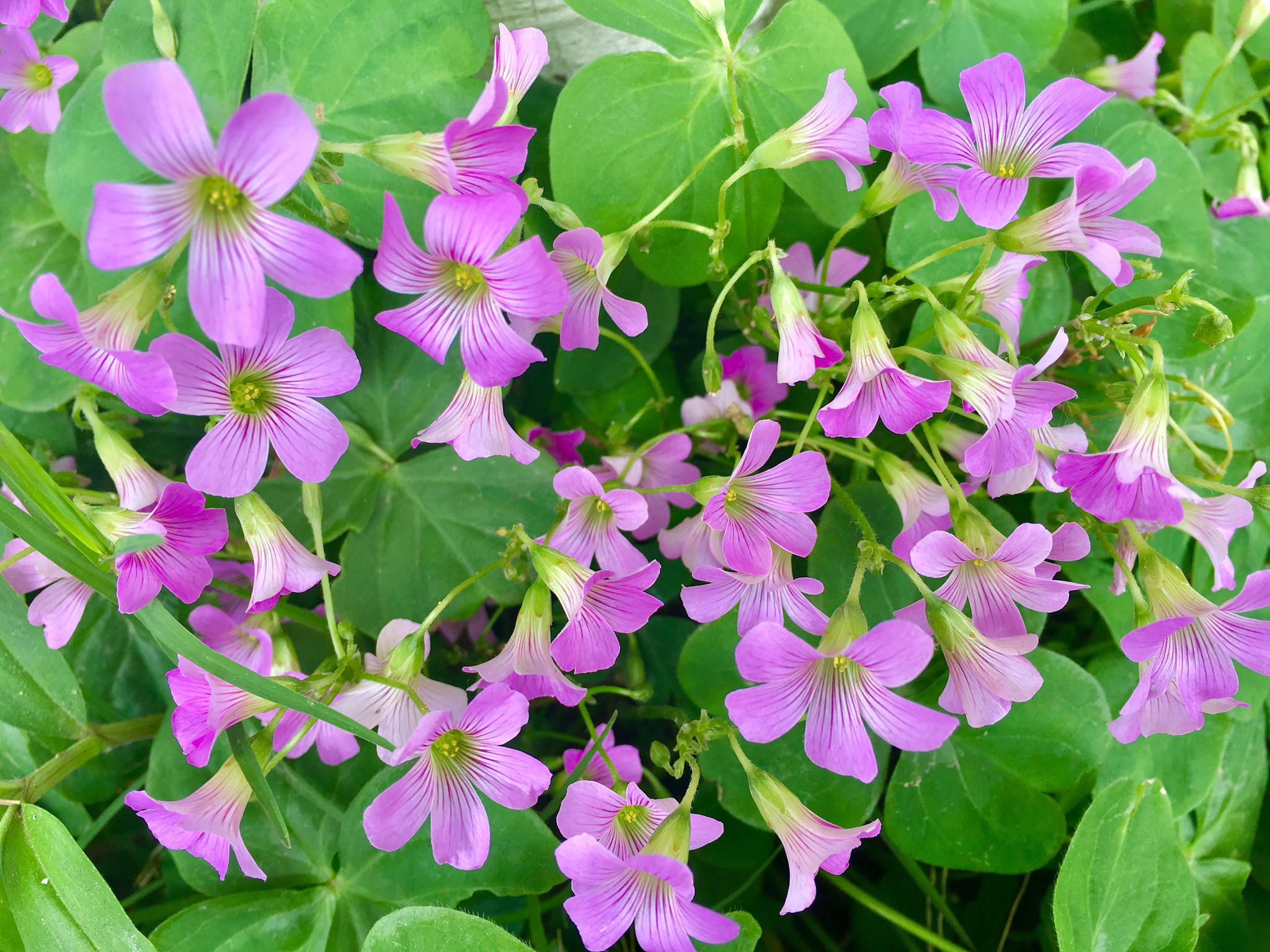 花卉摄影酢浆草花