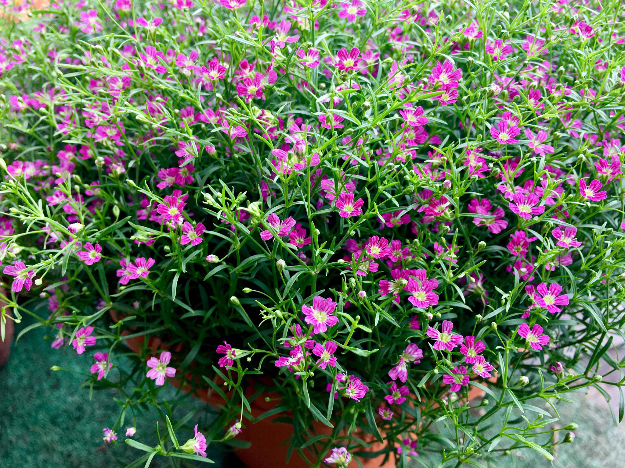 花卉摄影·满天星