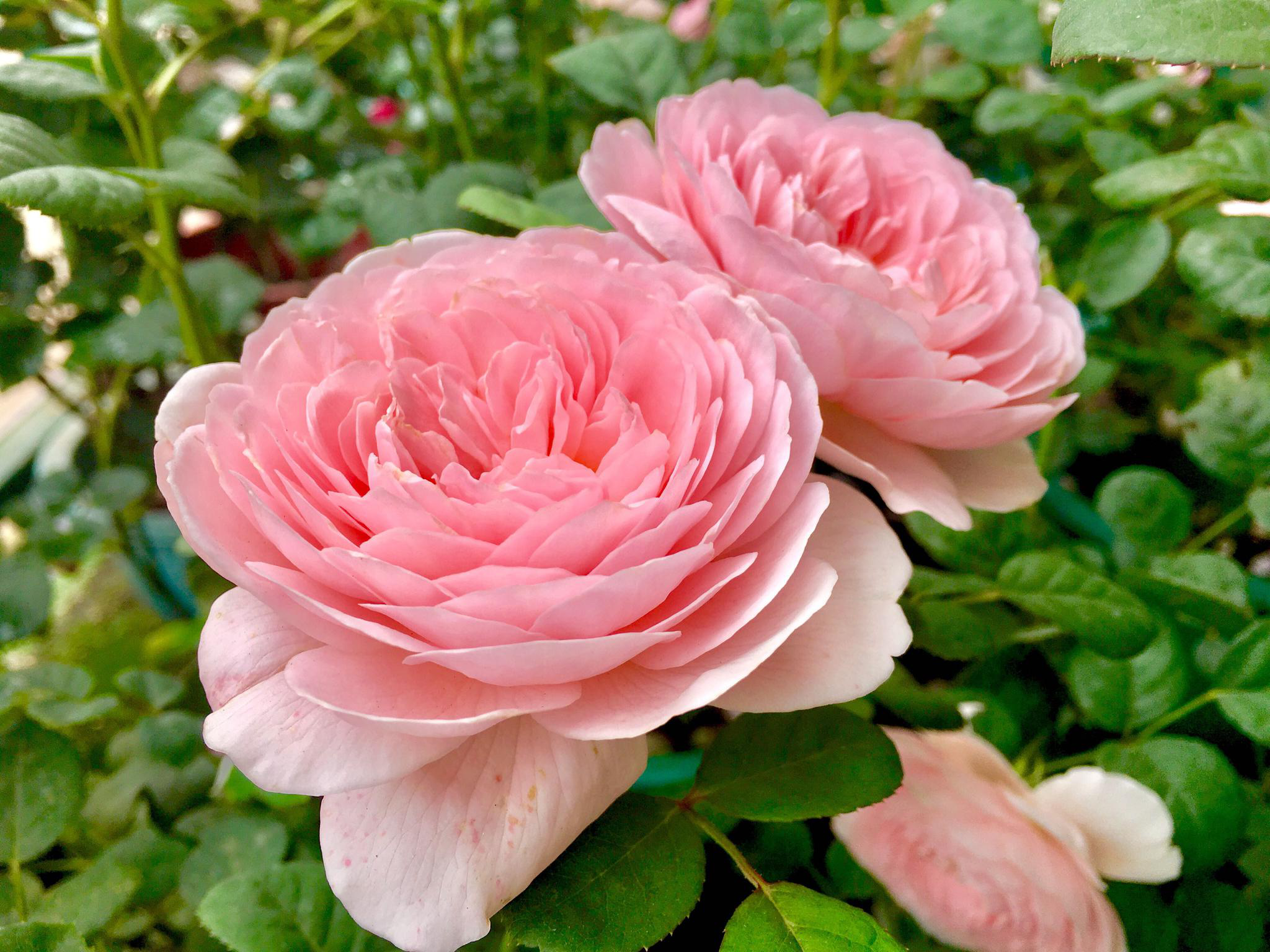 花卉摄影·露天女皇(欧洲月季)