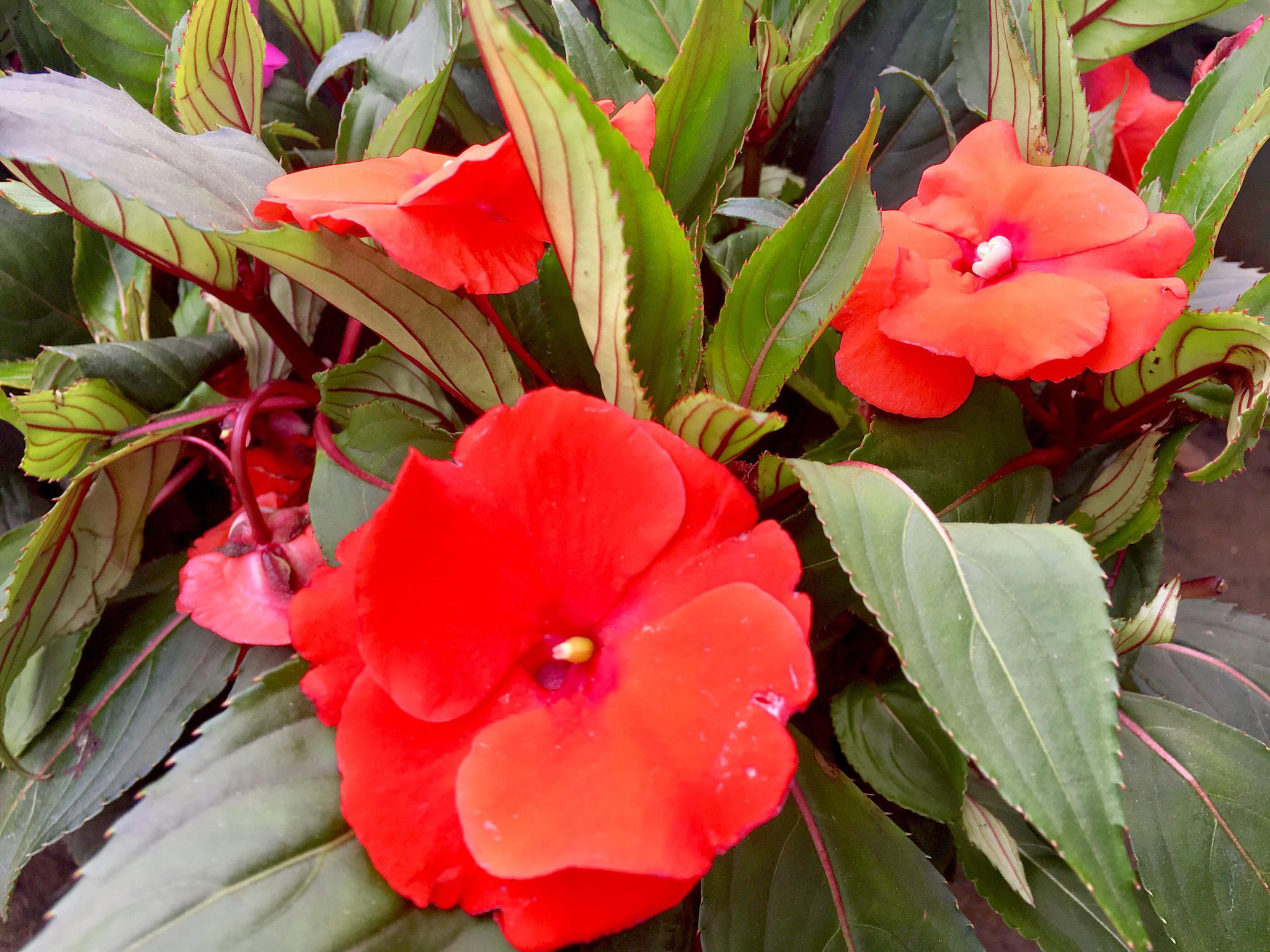 花卉摄影·凤仙花