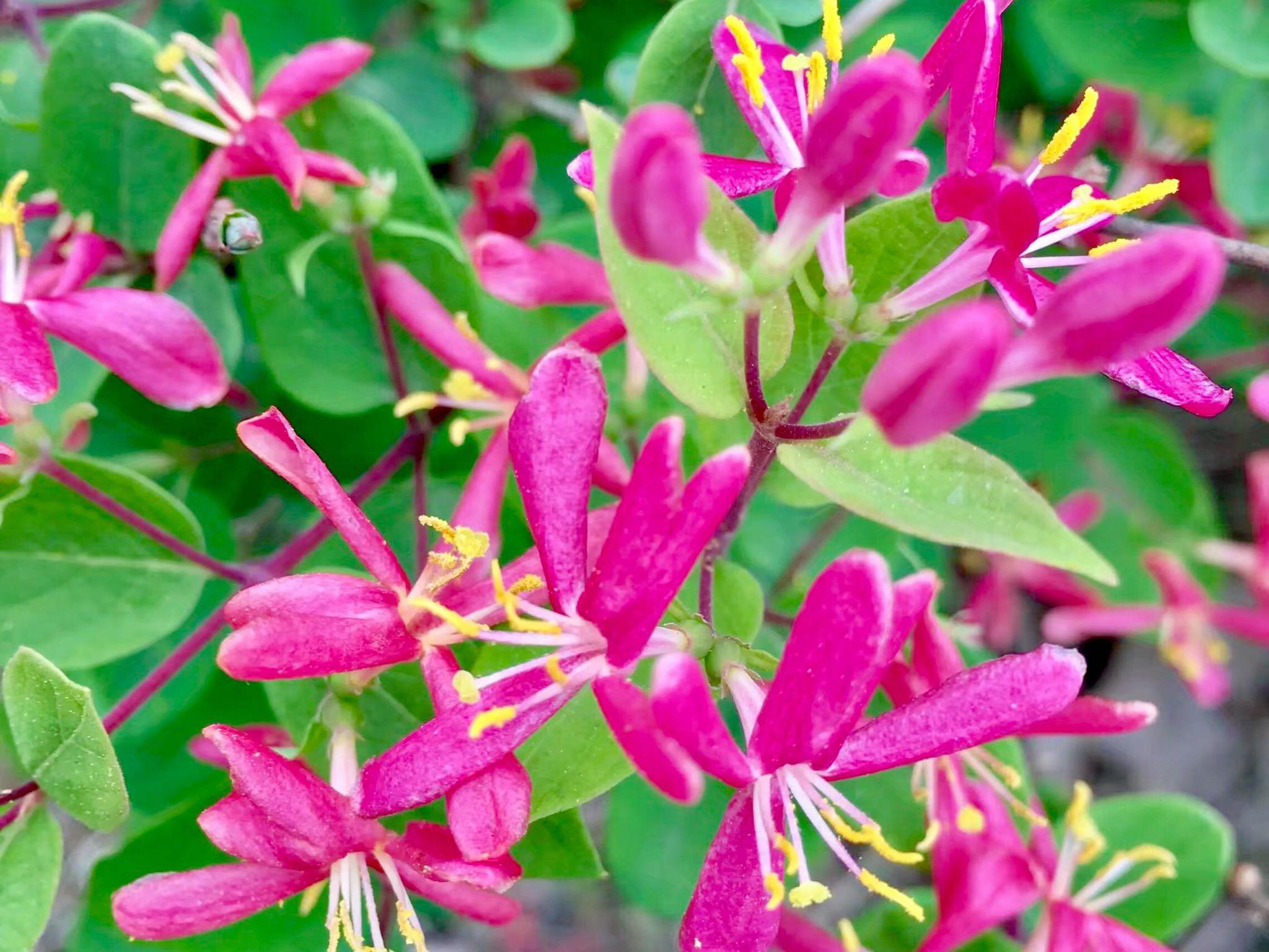 花卉摄影·蓝叶忍冬