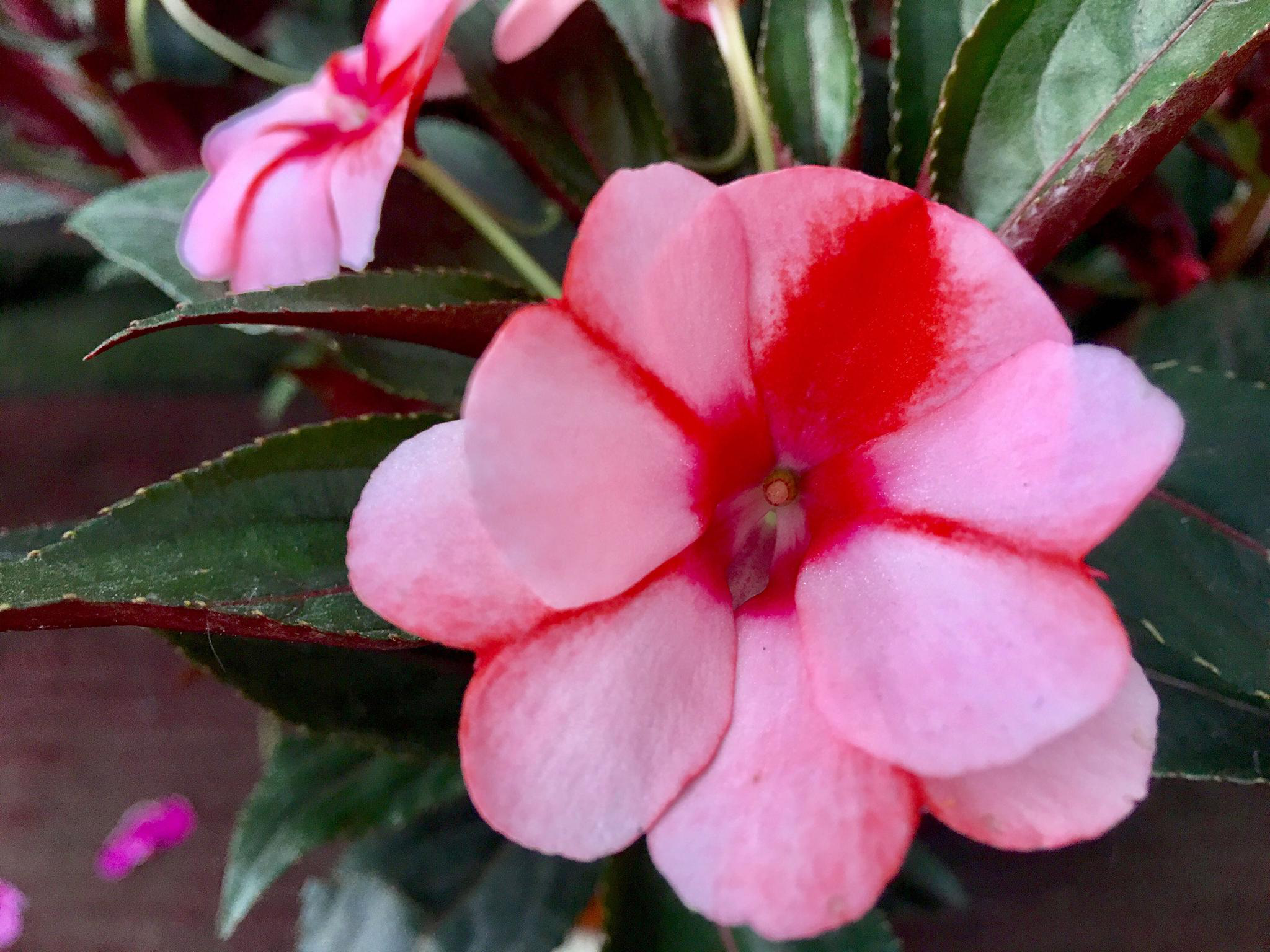 花卉摄影·凤仙花