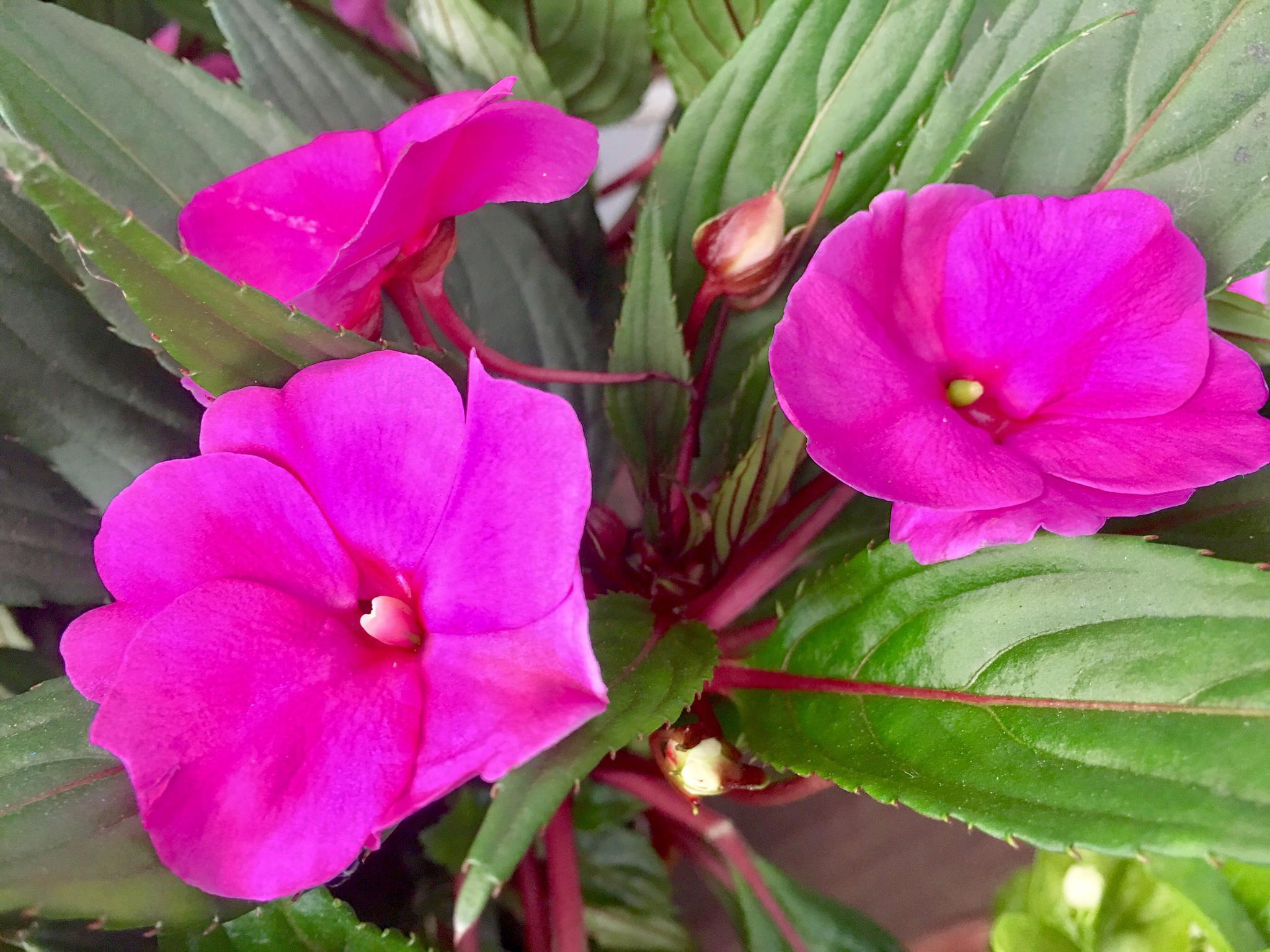 花卉摄影·凤仙花