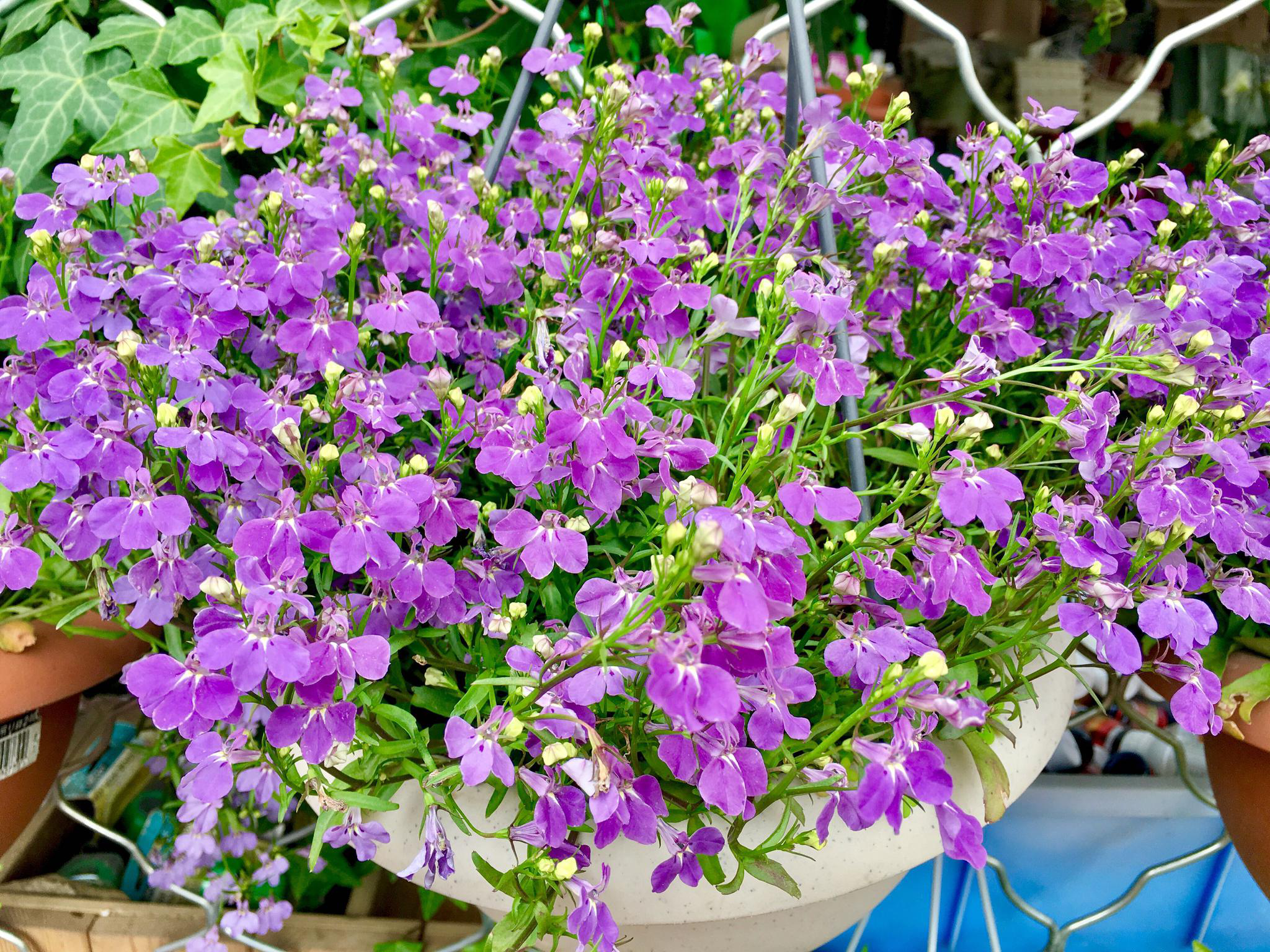 花卉摄影·六倍利