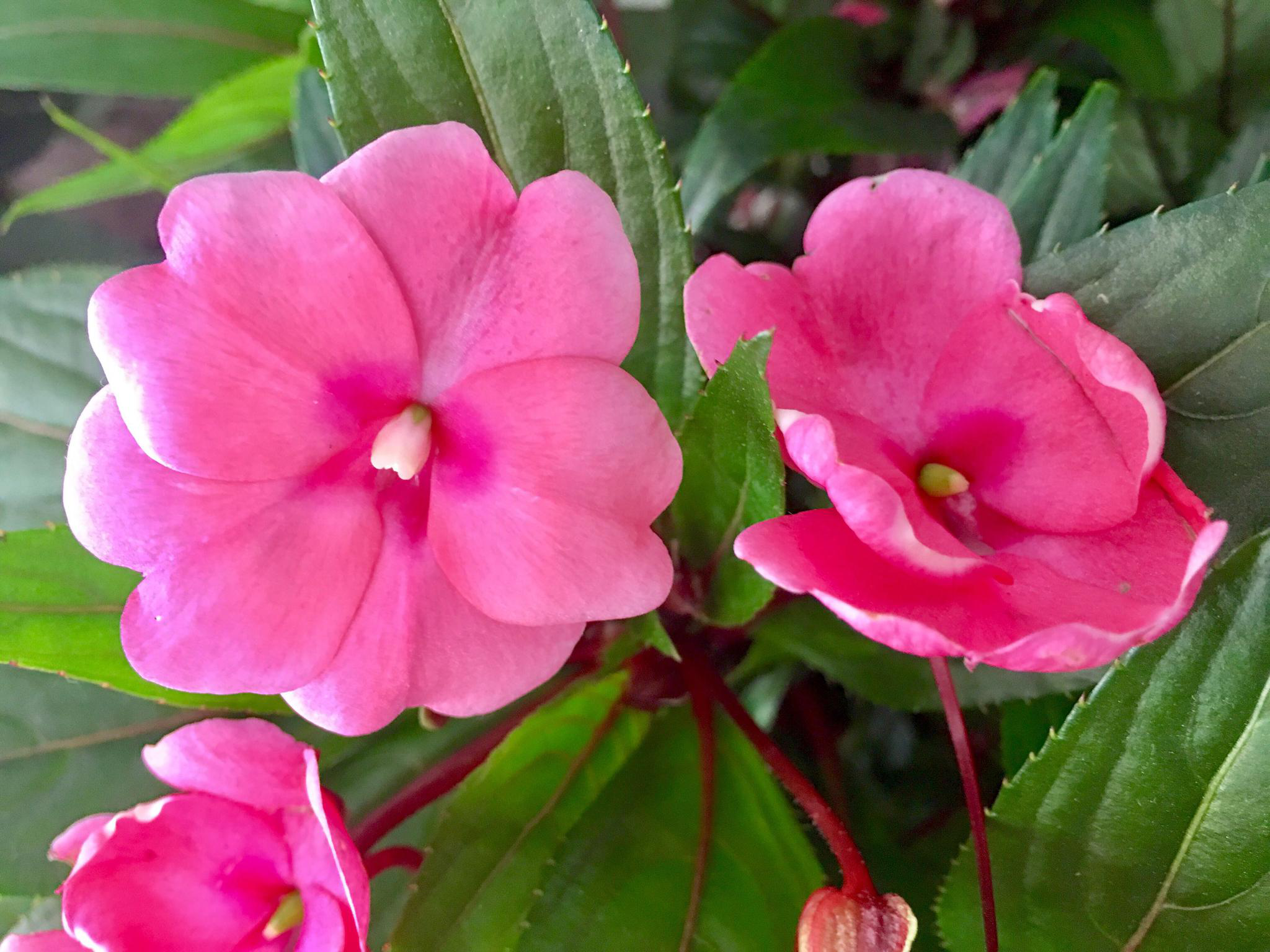 花卉摄影·凤仙花