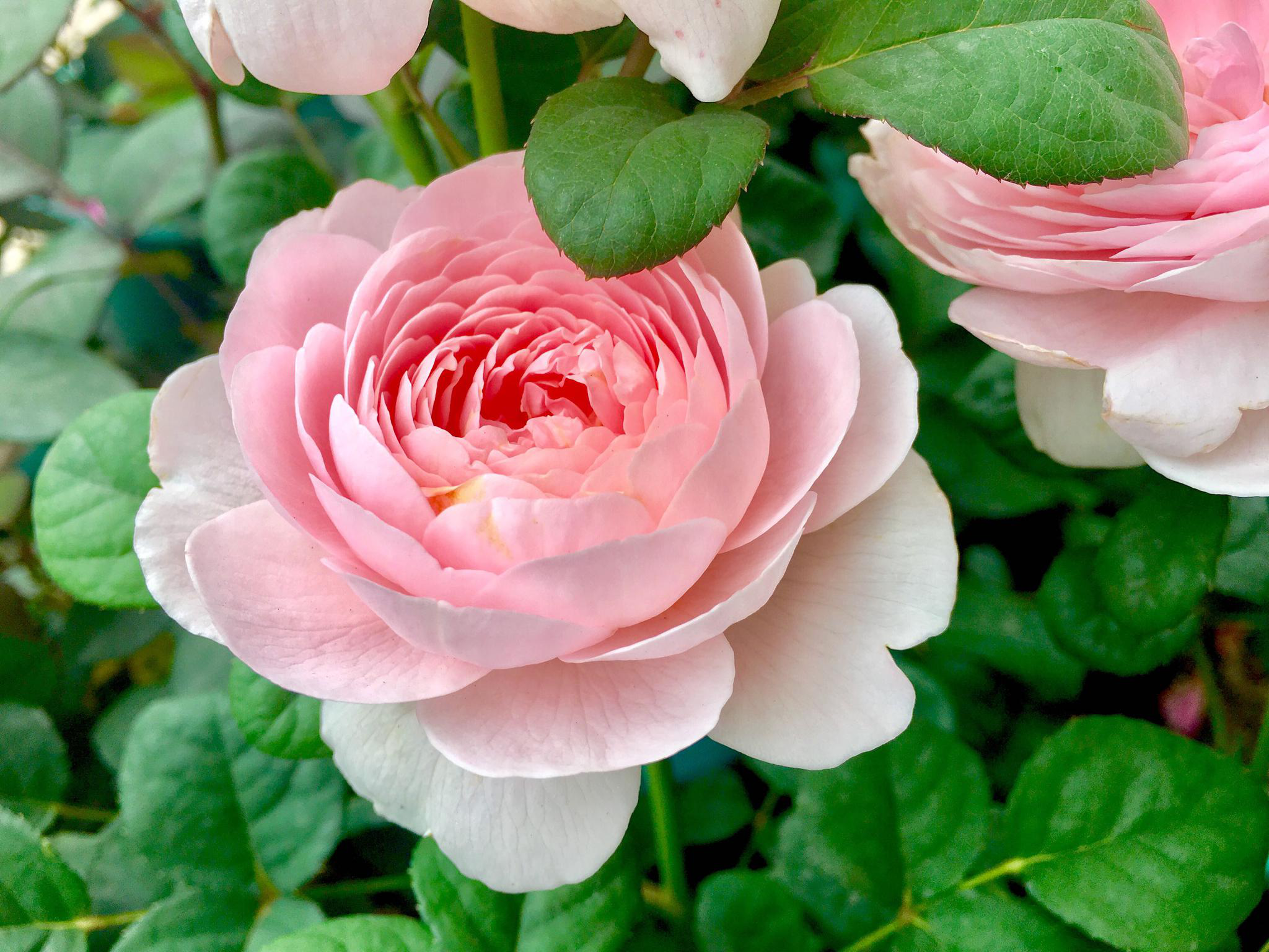 花卉摄影·露天女皇(欧洲月季)