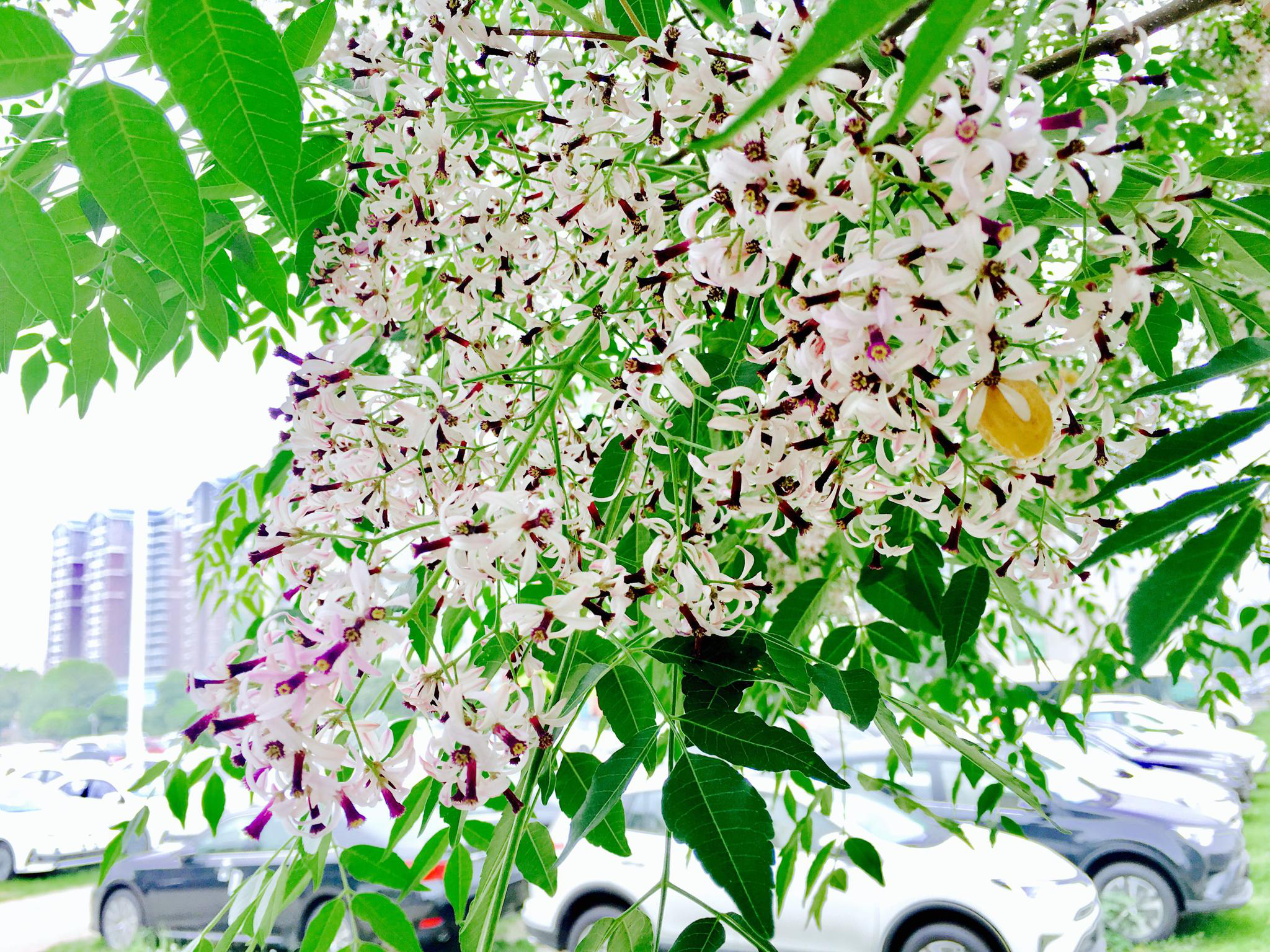 楝树花开的季节