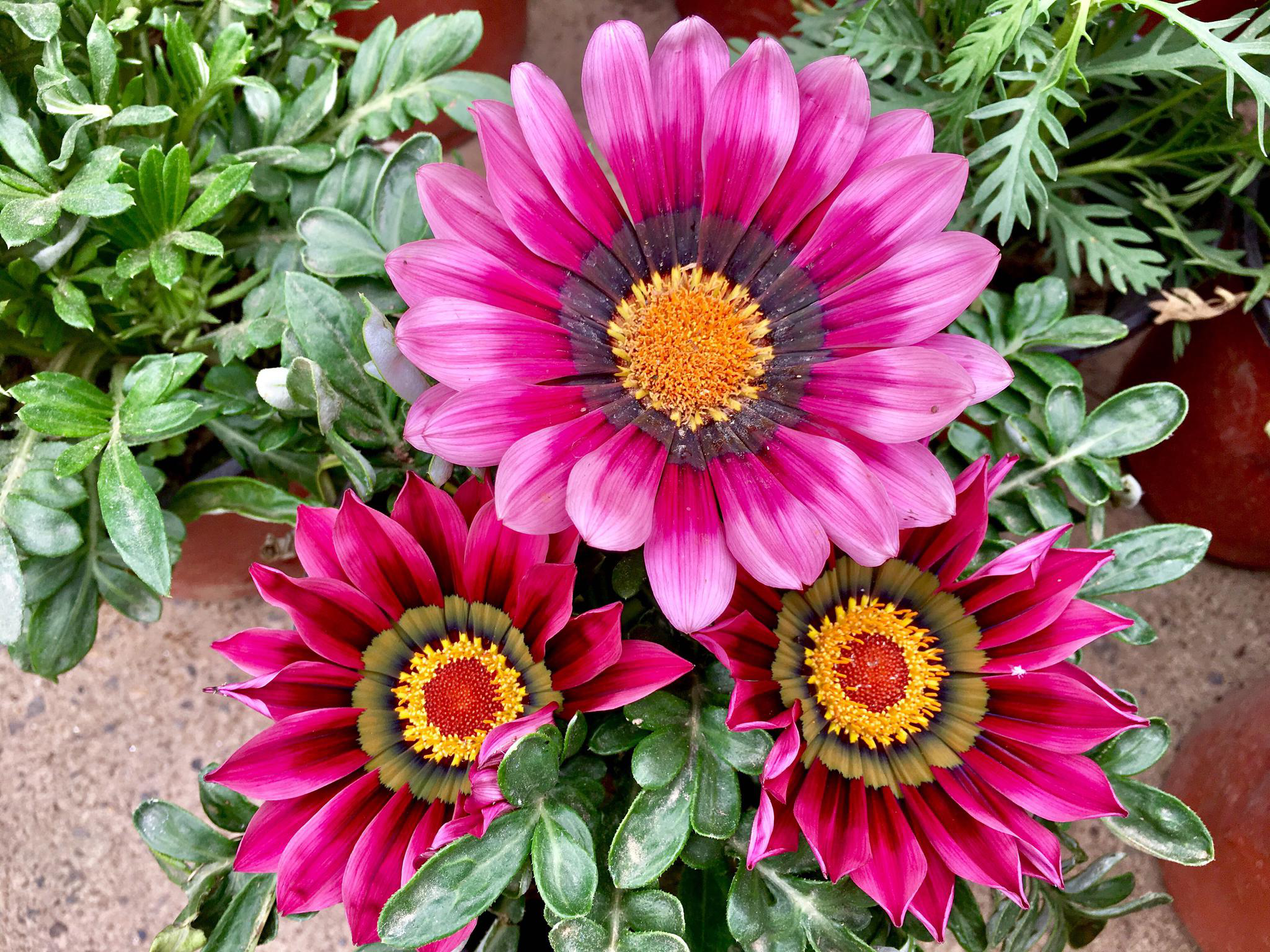 花卉摄影·勋章菊