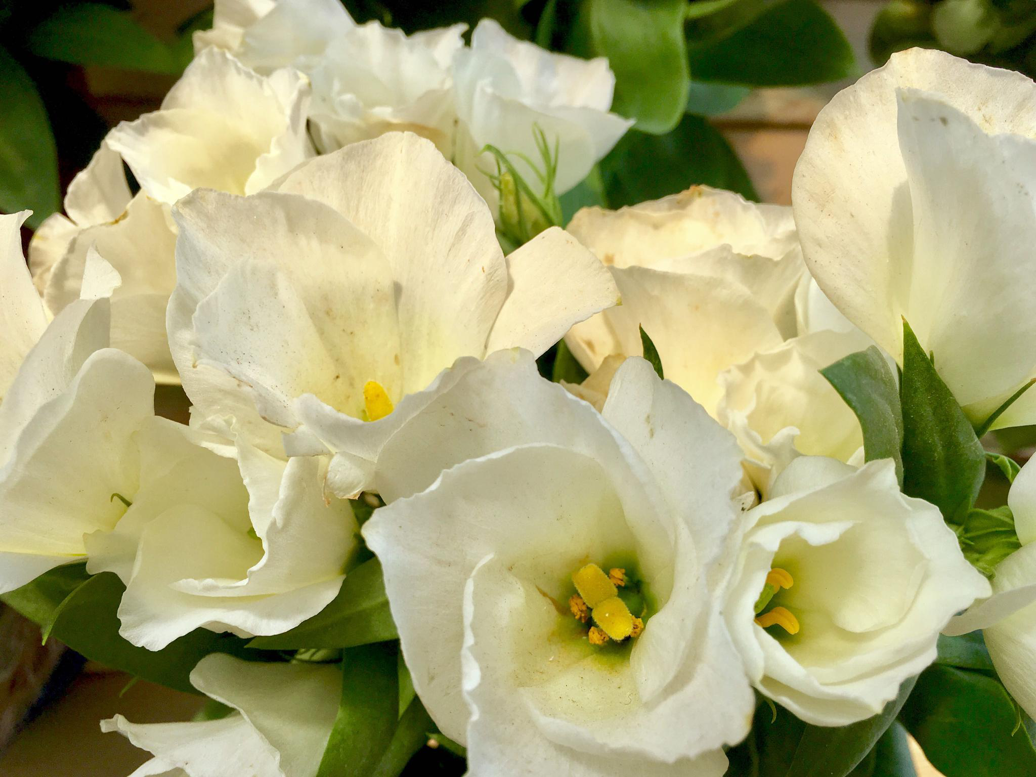 花卉摄影洋桔梗花