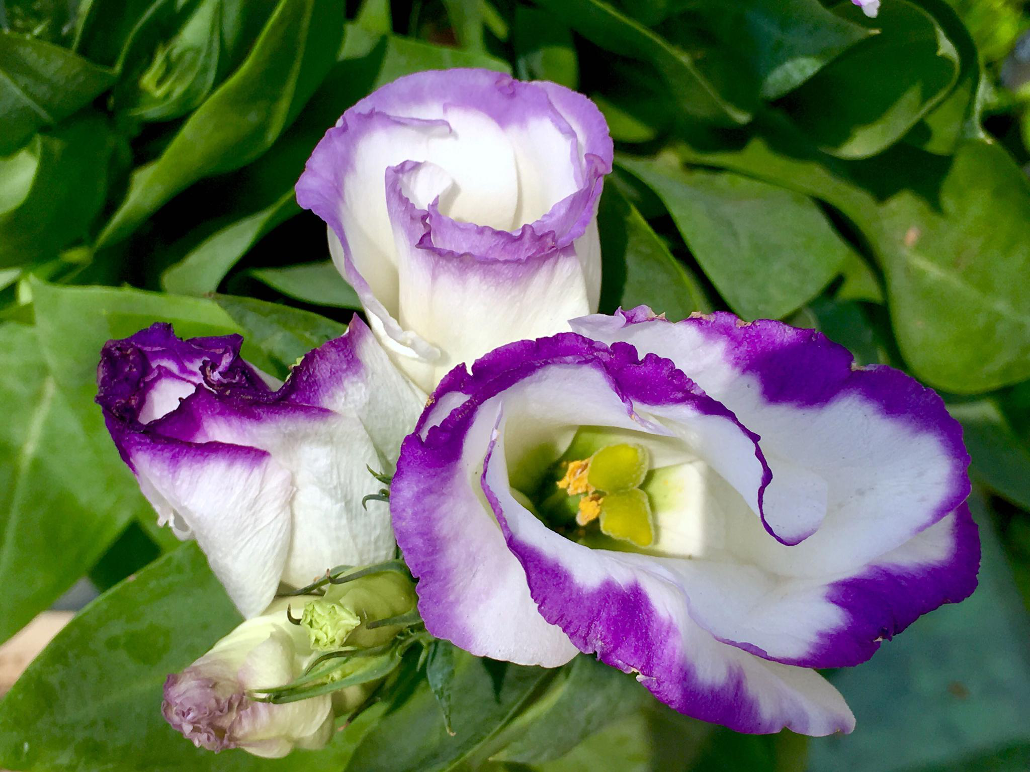 花卉摄影洋桔梗花