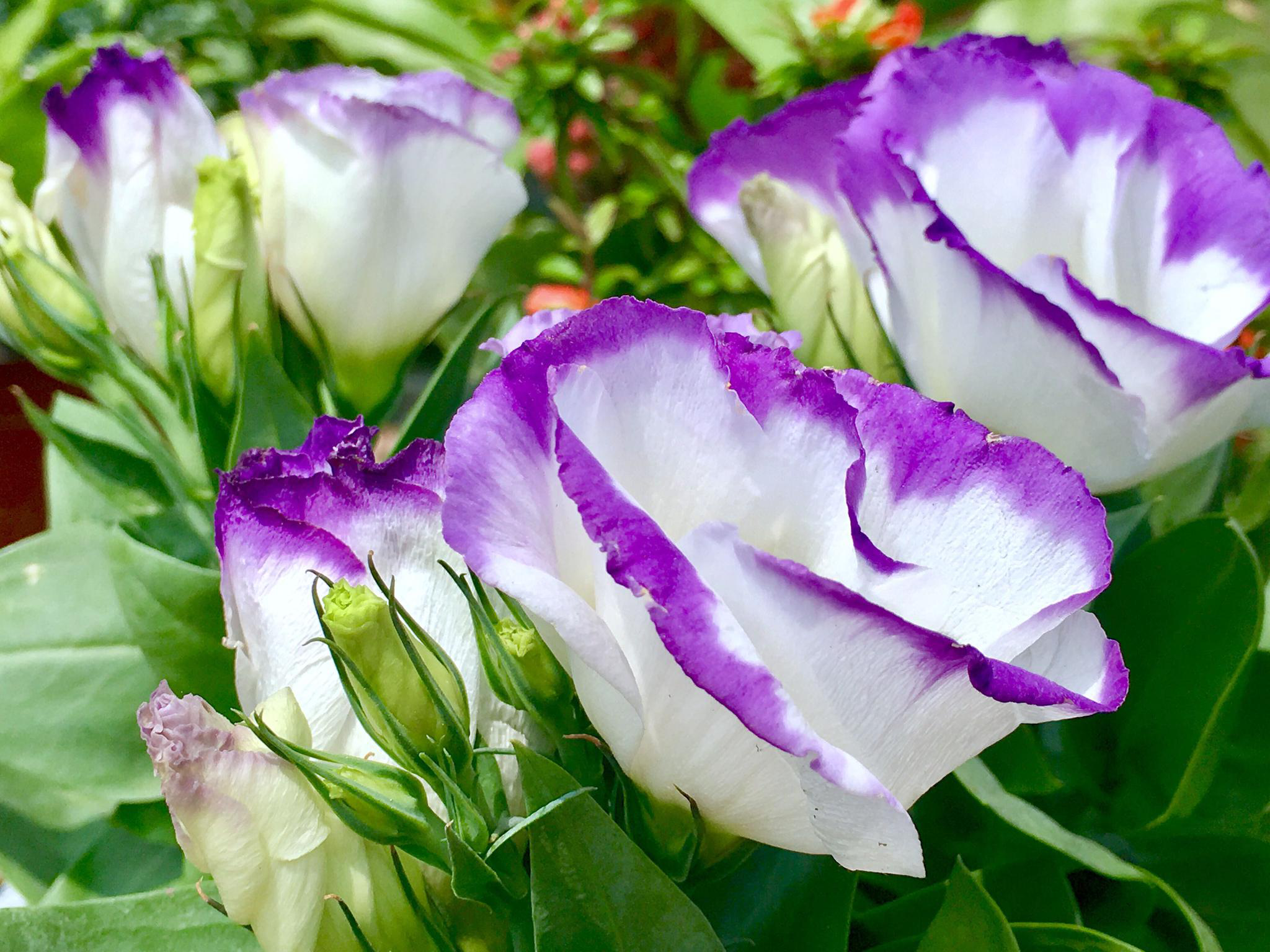 花卉摄影洋桔梗花