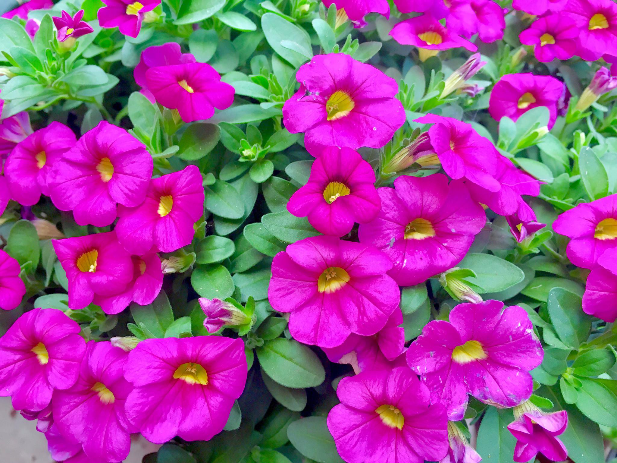 花卉摄影·百万小铃