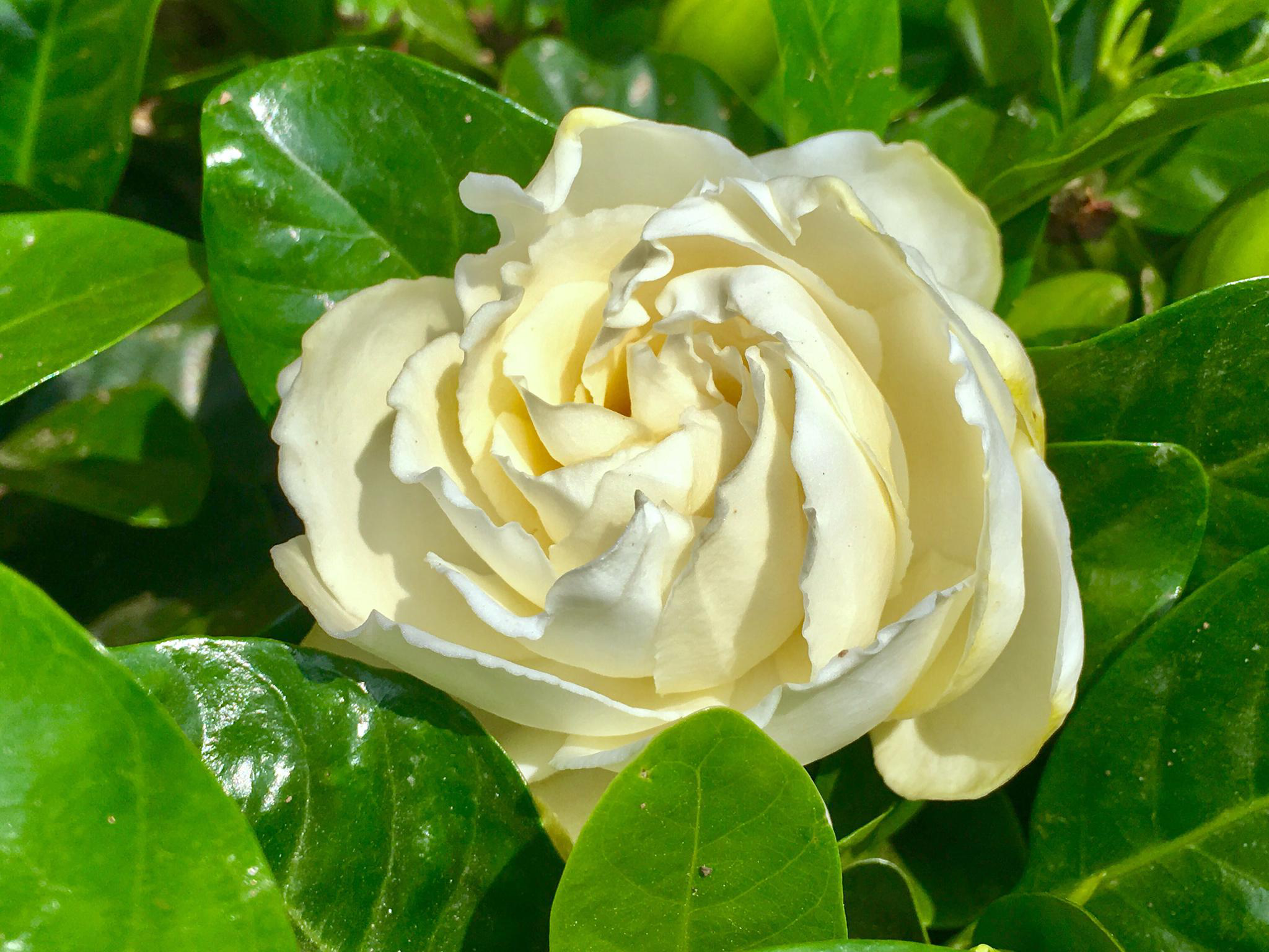 花卉摄影·栀子花